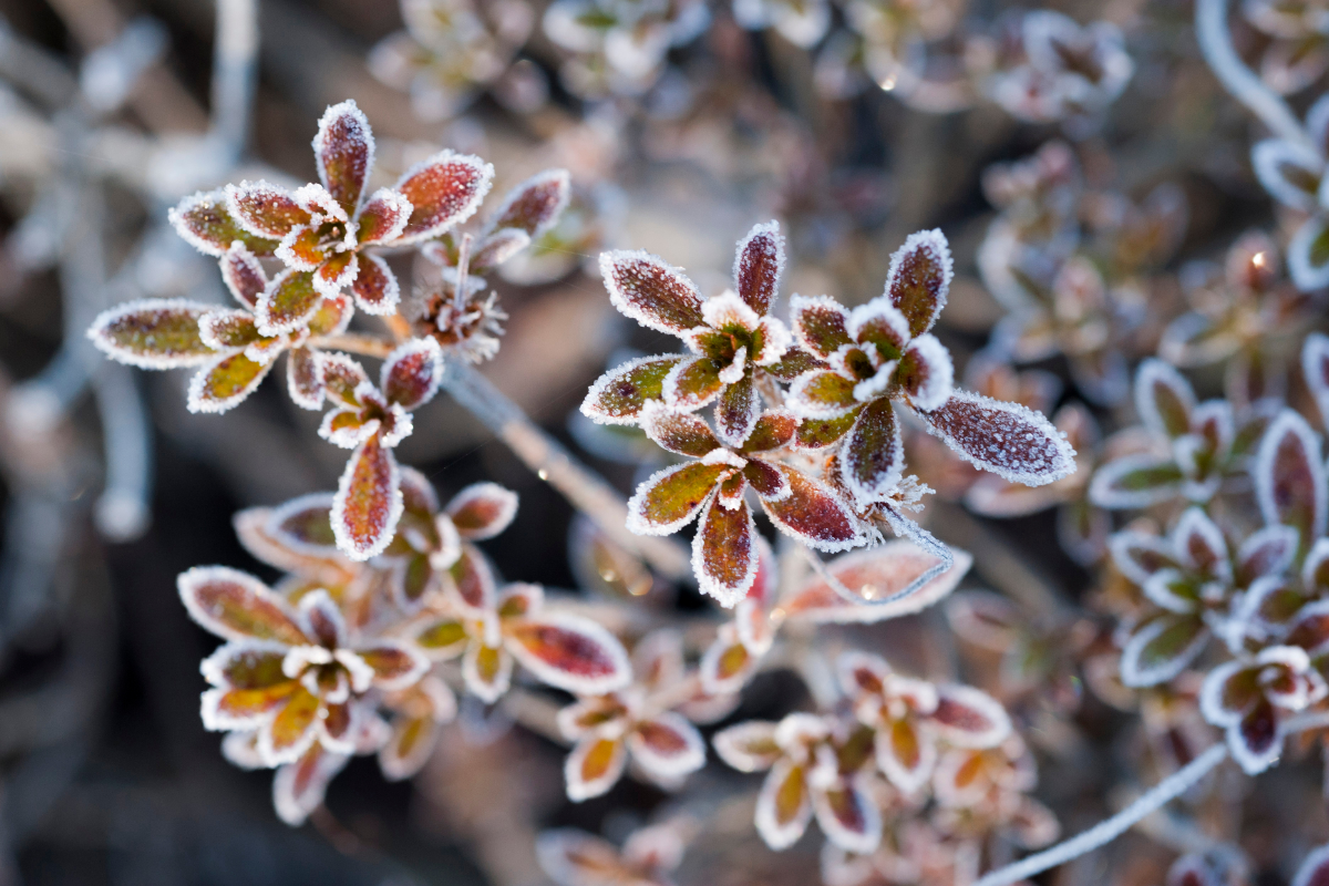Post-Freeze Garden Care: Three Common Mistakes to Avoid