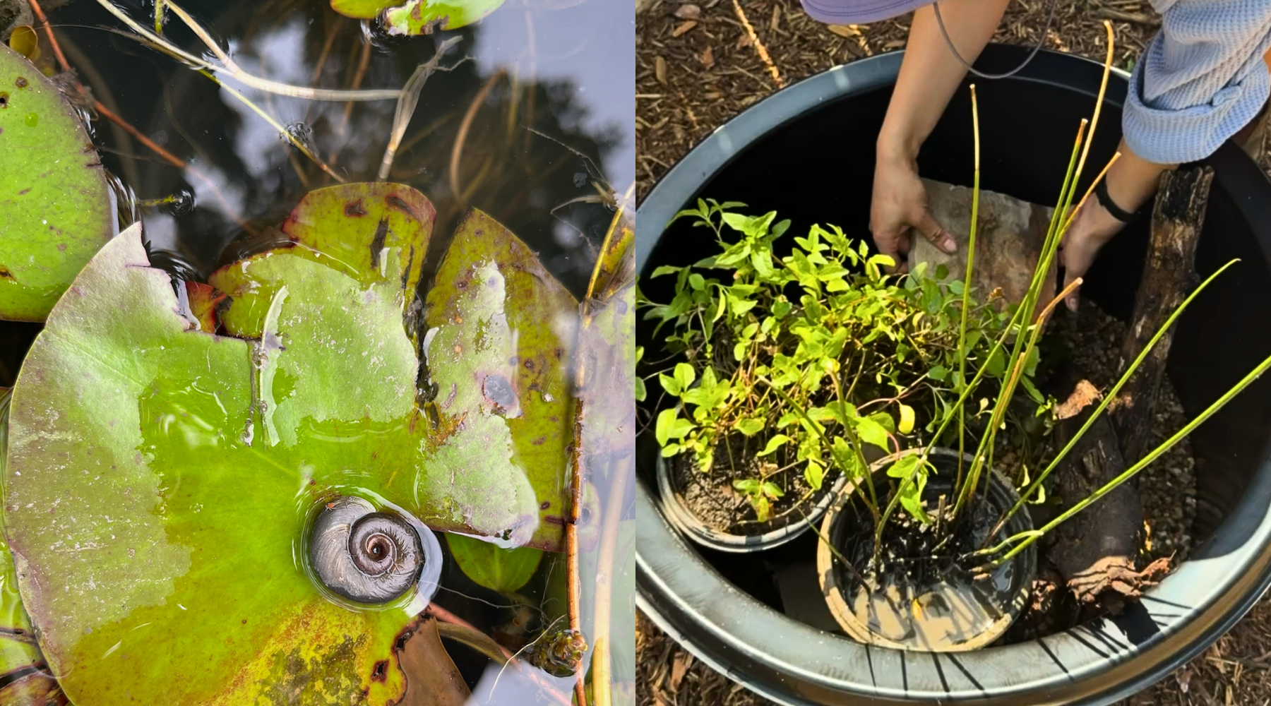 How to Build a Micropond at Home