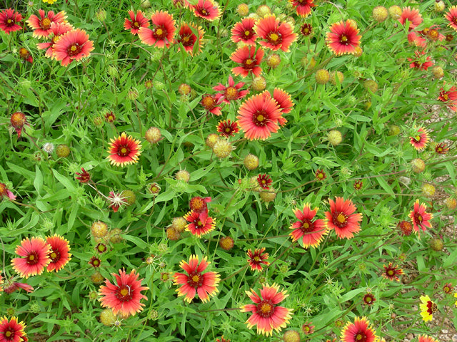What to Plant in Texas in February: Blanketflower