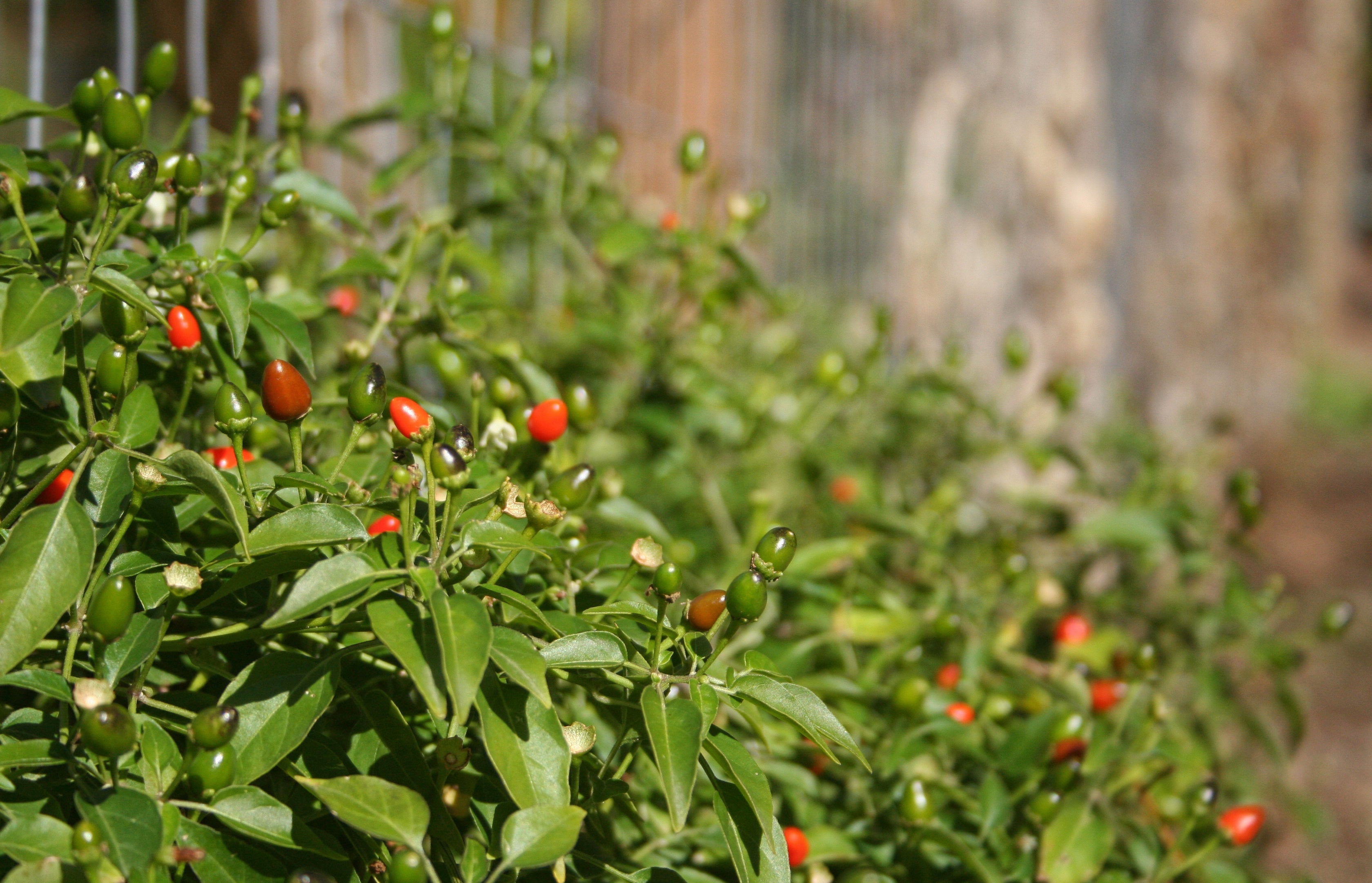 Grow It, Use It: Edible Plants That Thrive in Texas