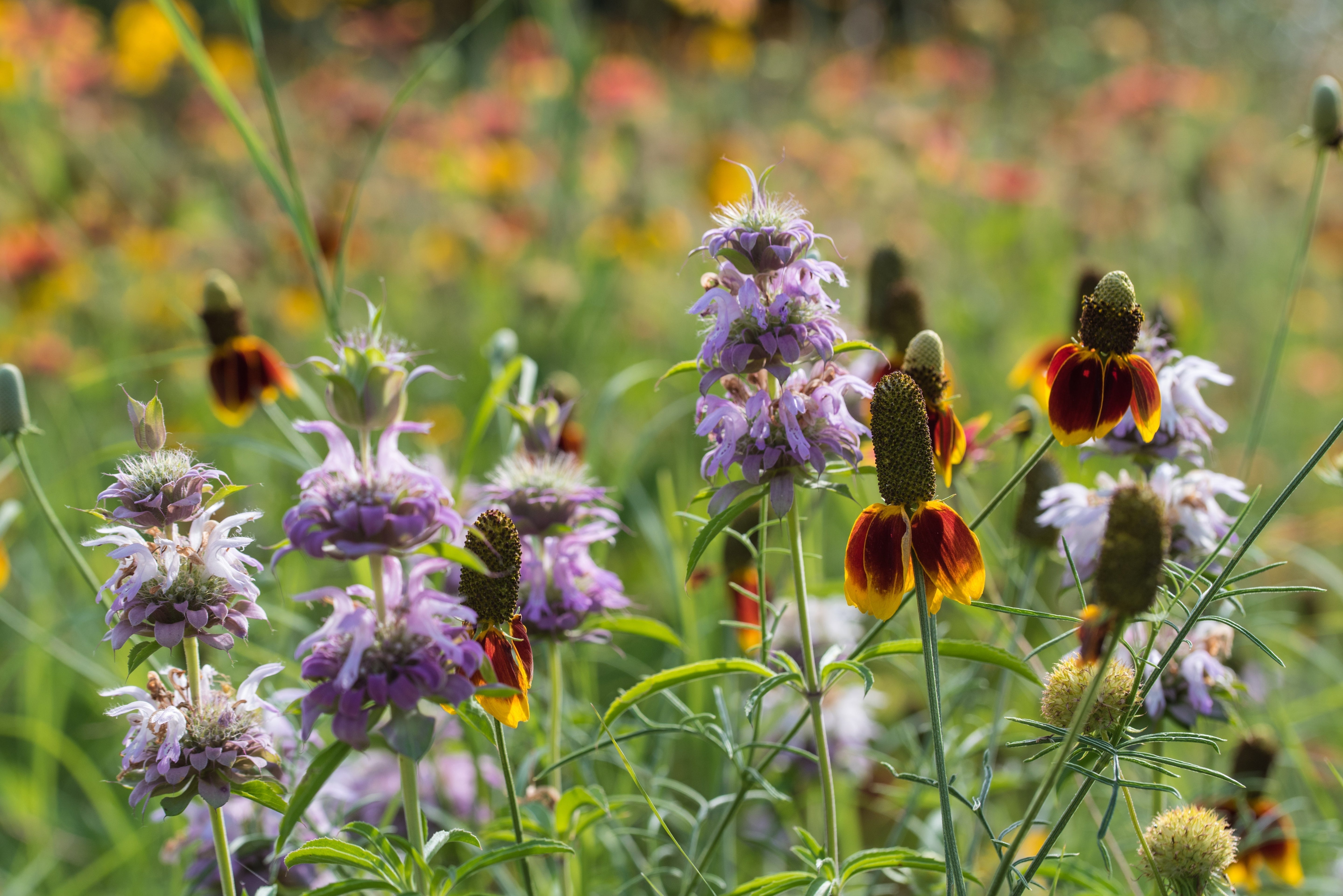 What to Plant in Texas in February Series: Lemon Beebalm