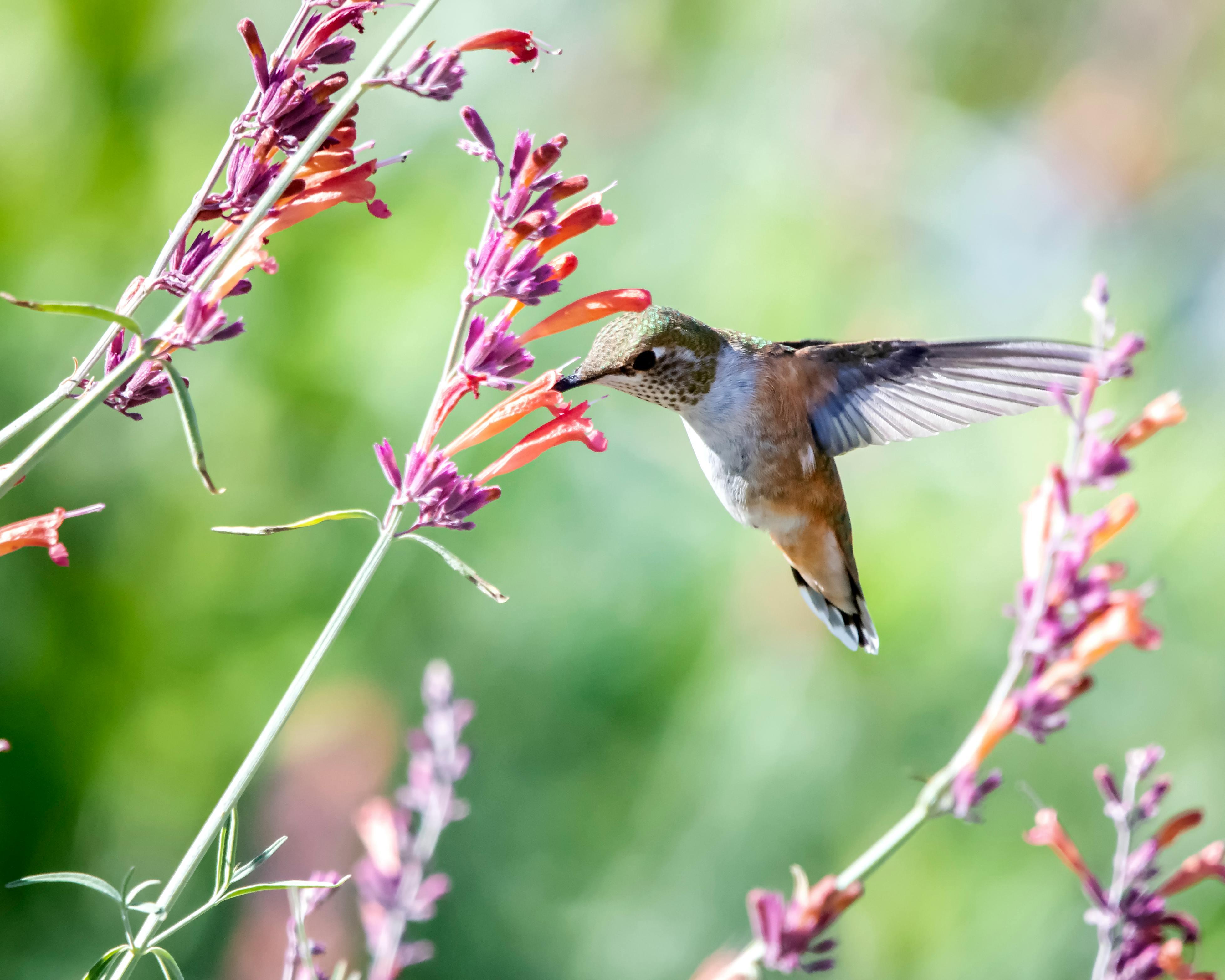 How Texas Gardens Fuel the Hummingbird Migration