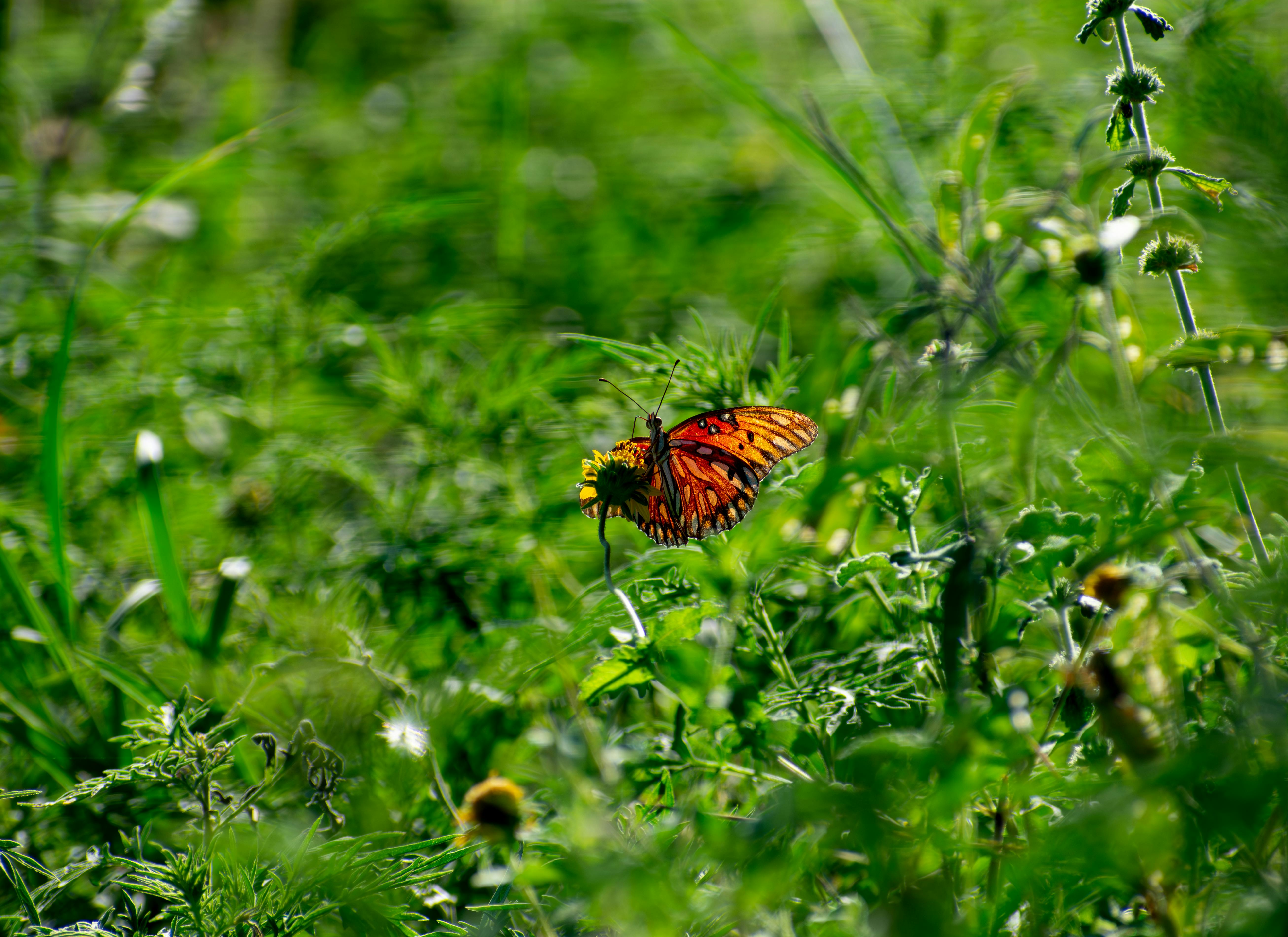 Native Annuals for September and Fall Gardens in Texas