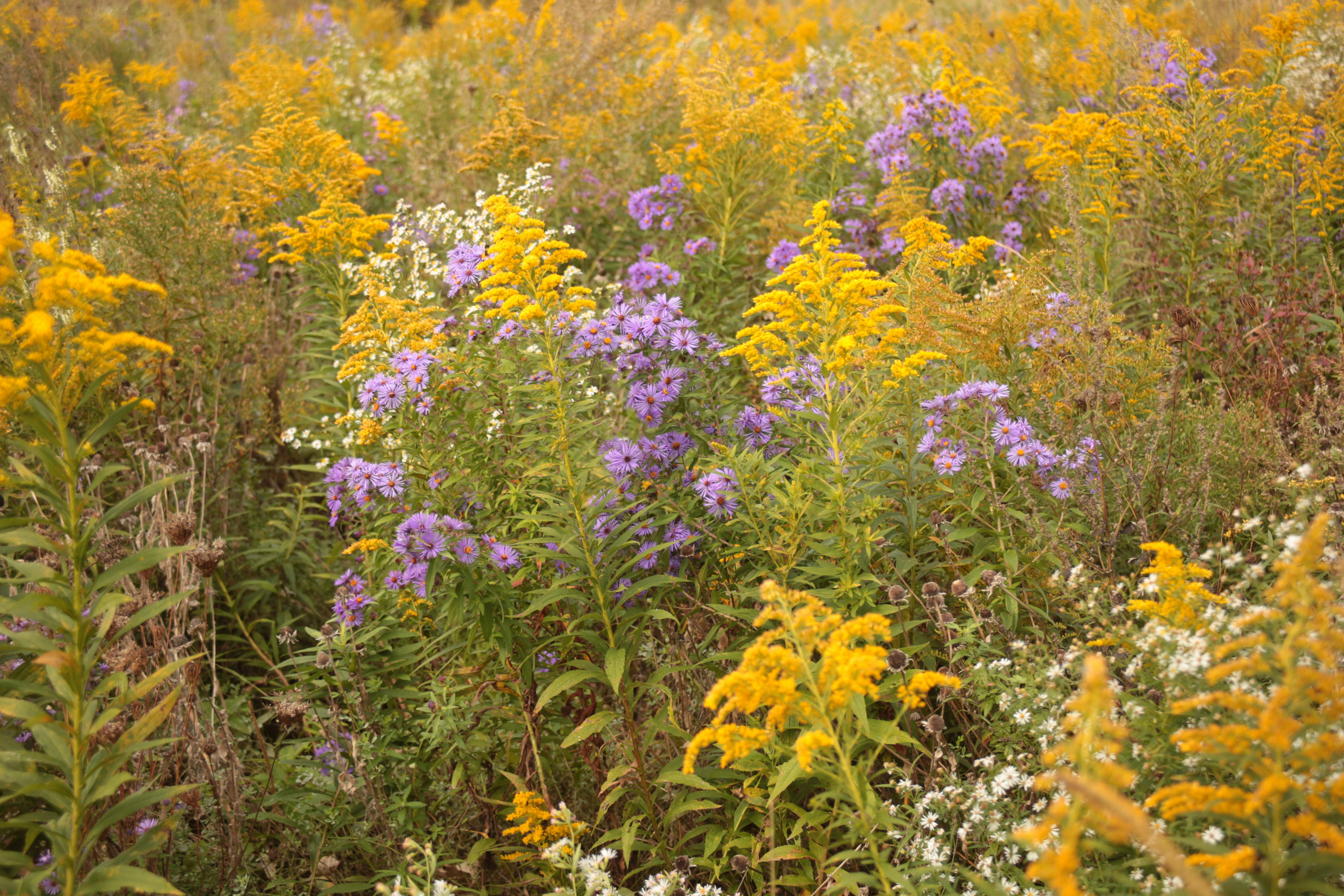 7 Native Flowers That Still Bloom in September