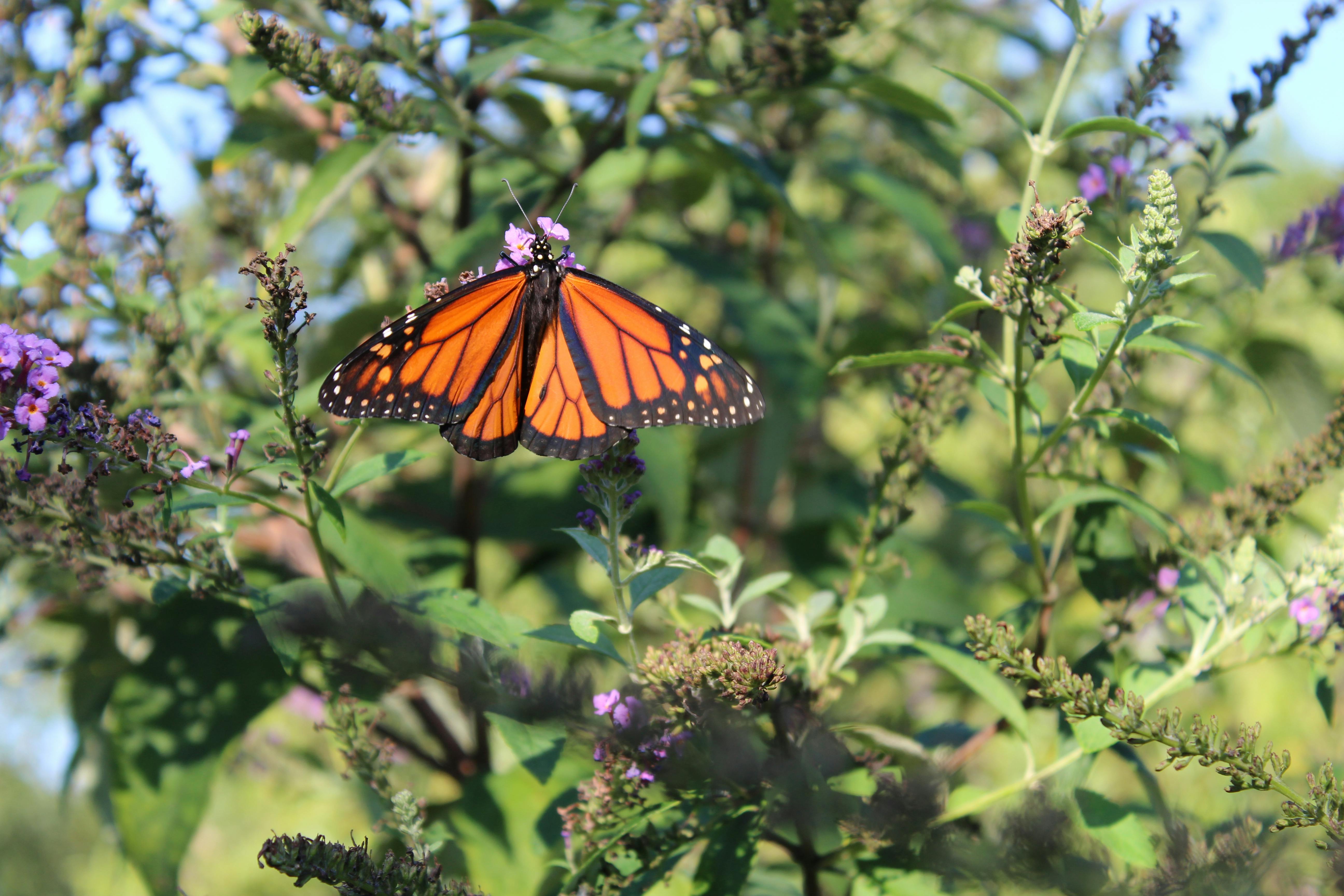 How to Create a Pollinator-Friendly Garden (Without Overhauling Your Yard)