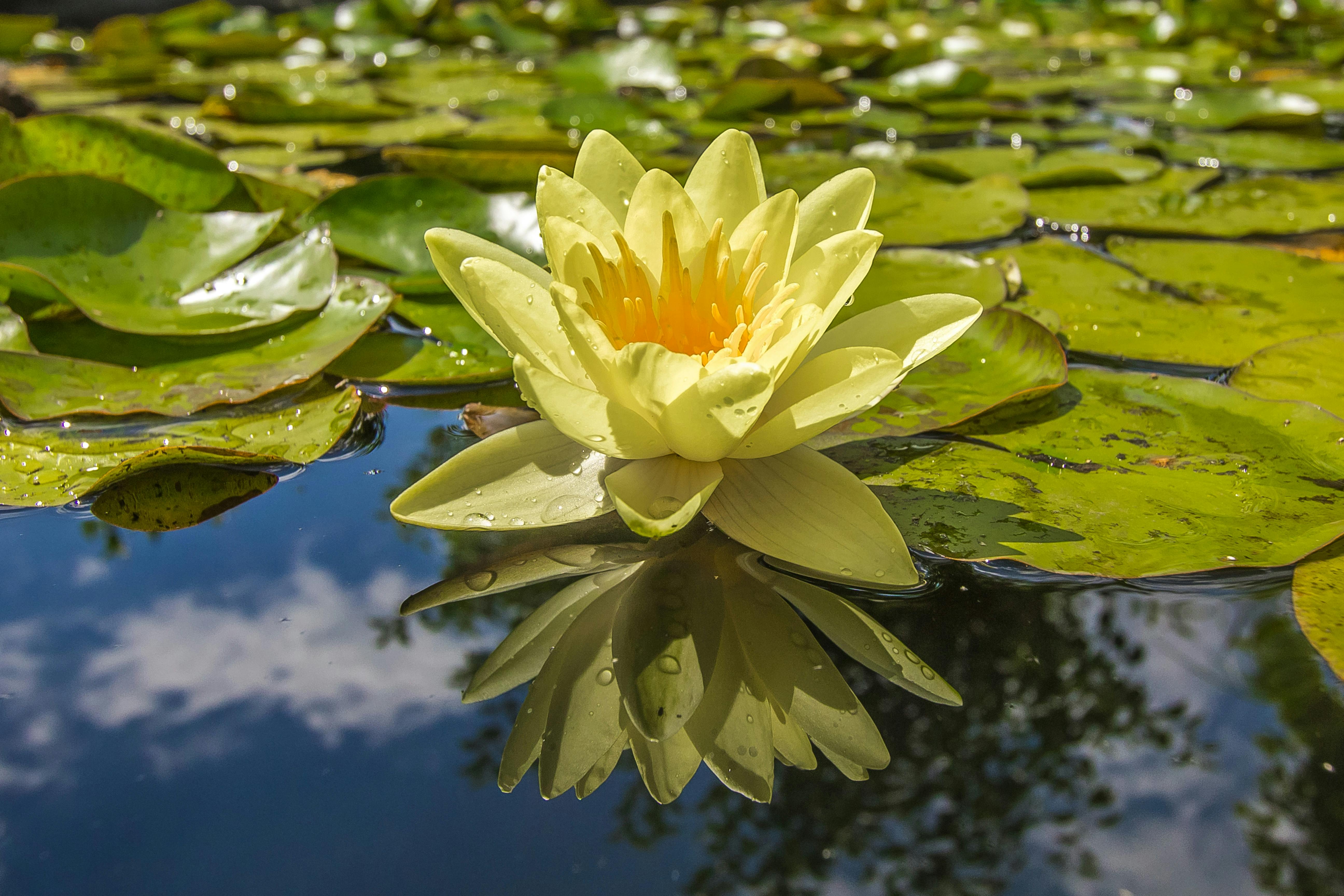 Going Native: Texas Wetland Plants Perfect for Your Backyard Pond