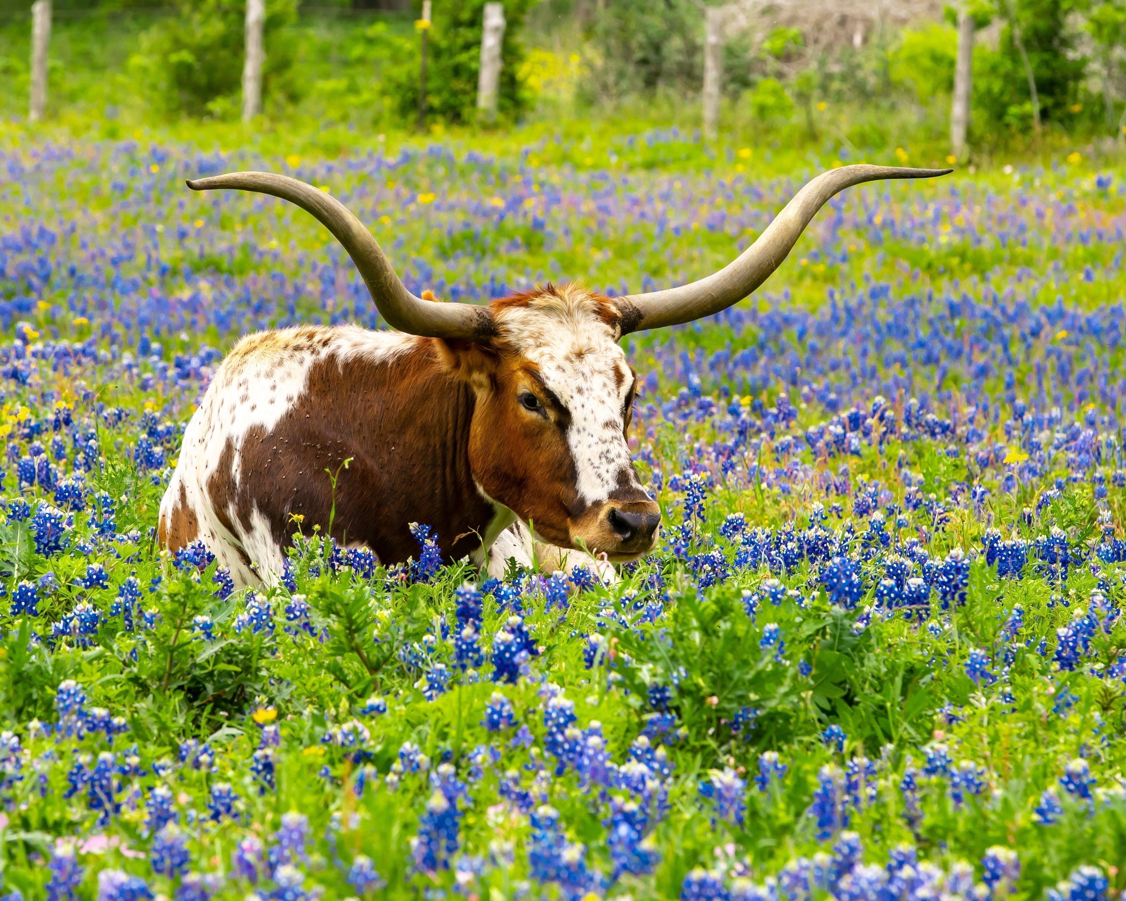 What to Plant in Texas in February Series: Texas Bluebonnet
