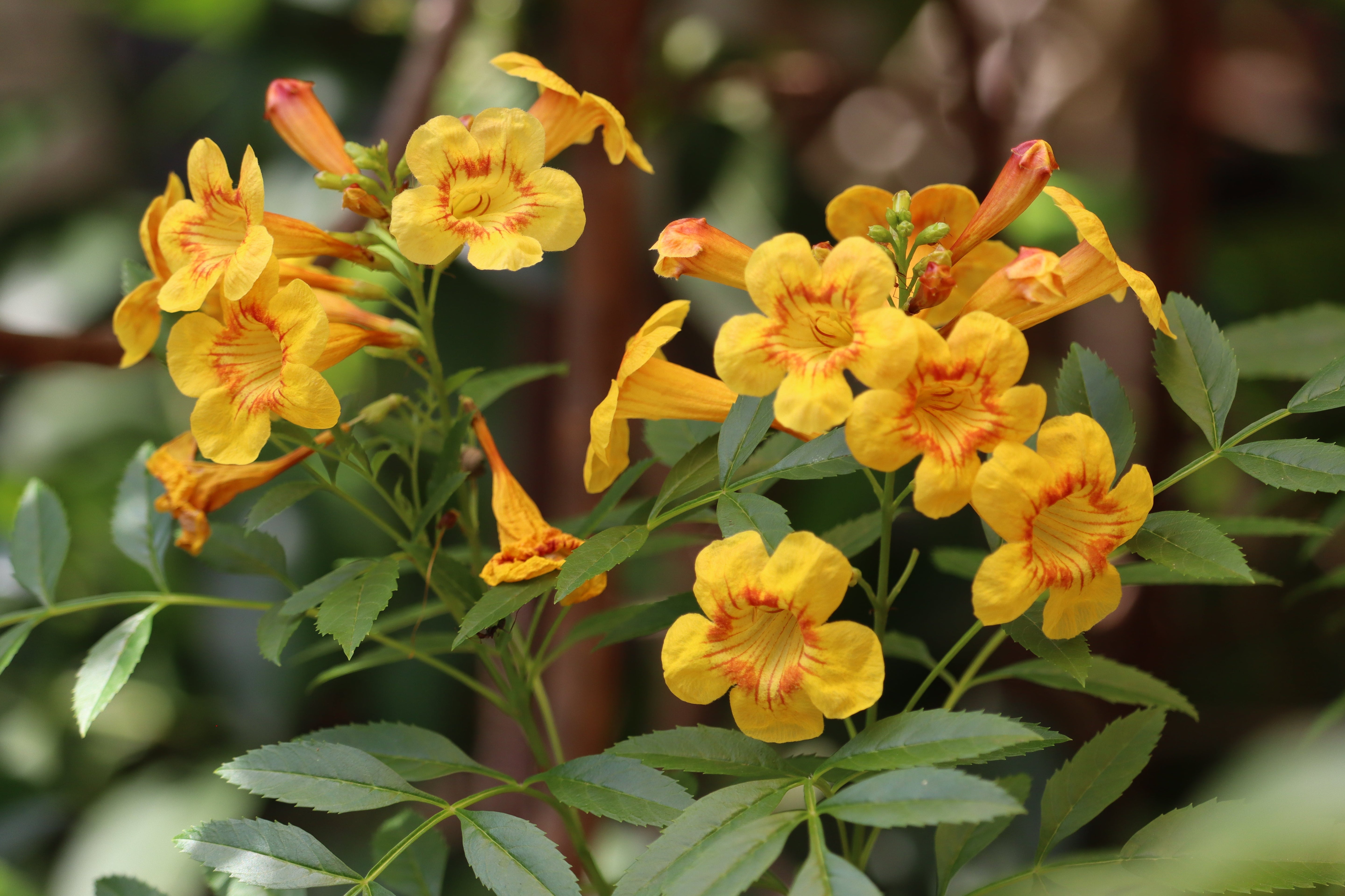 Choosing Plants For Your Water-Wise Garden