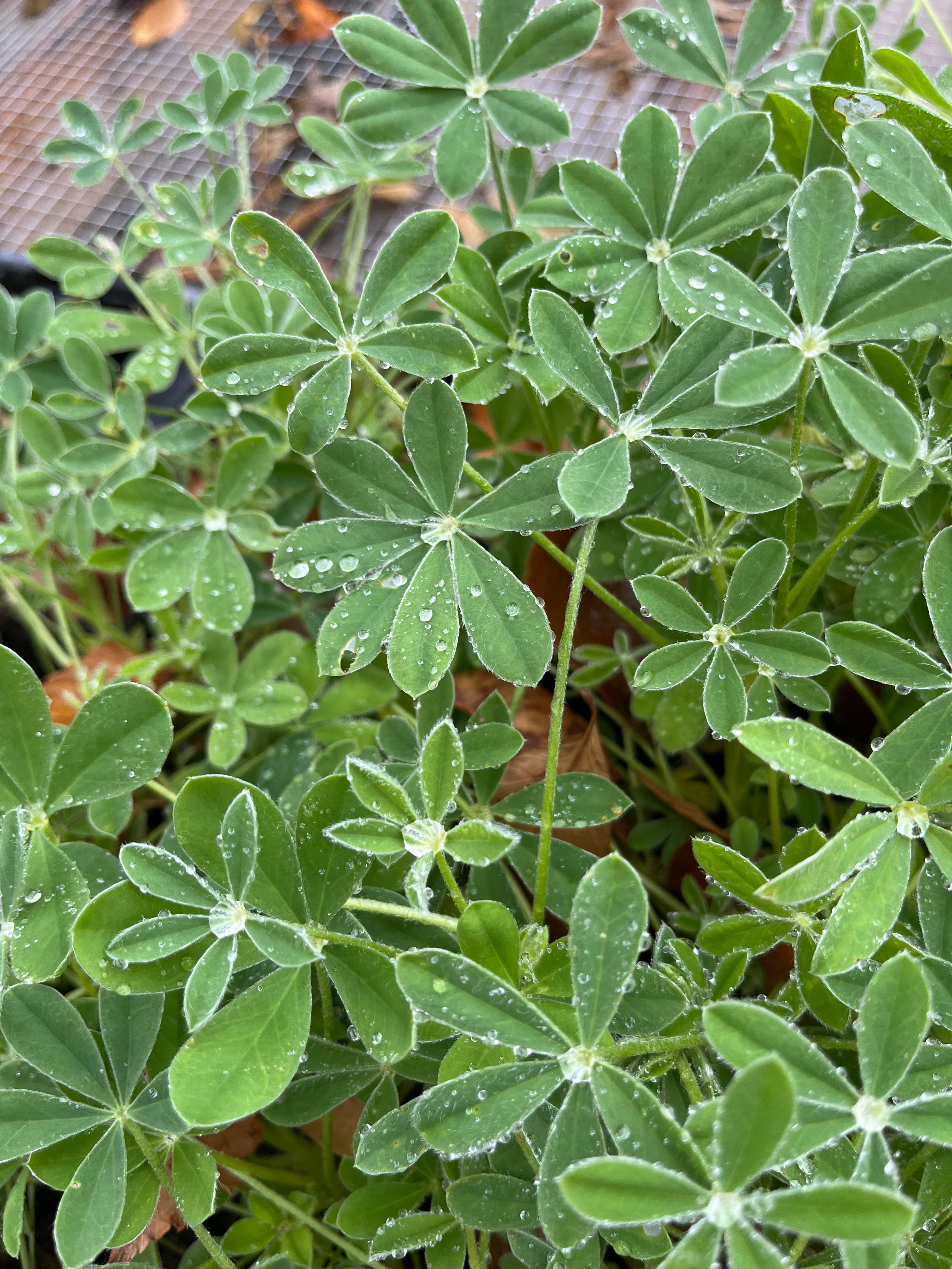 What to Plant in February