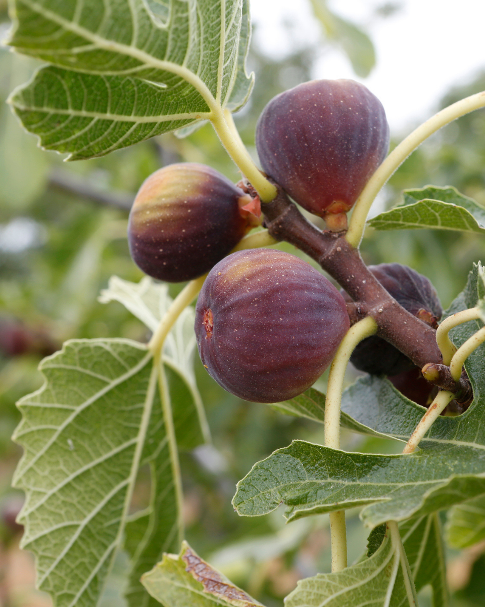 Fig 'Celeste'