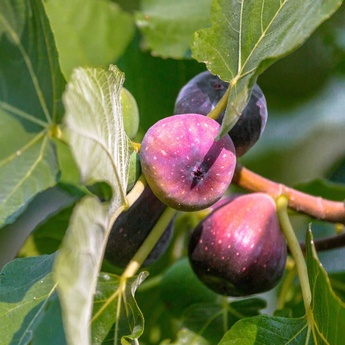 Fig 'LSU Purple'
