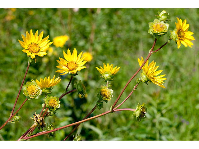 Slender Rosinweed