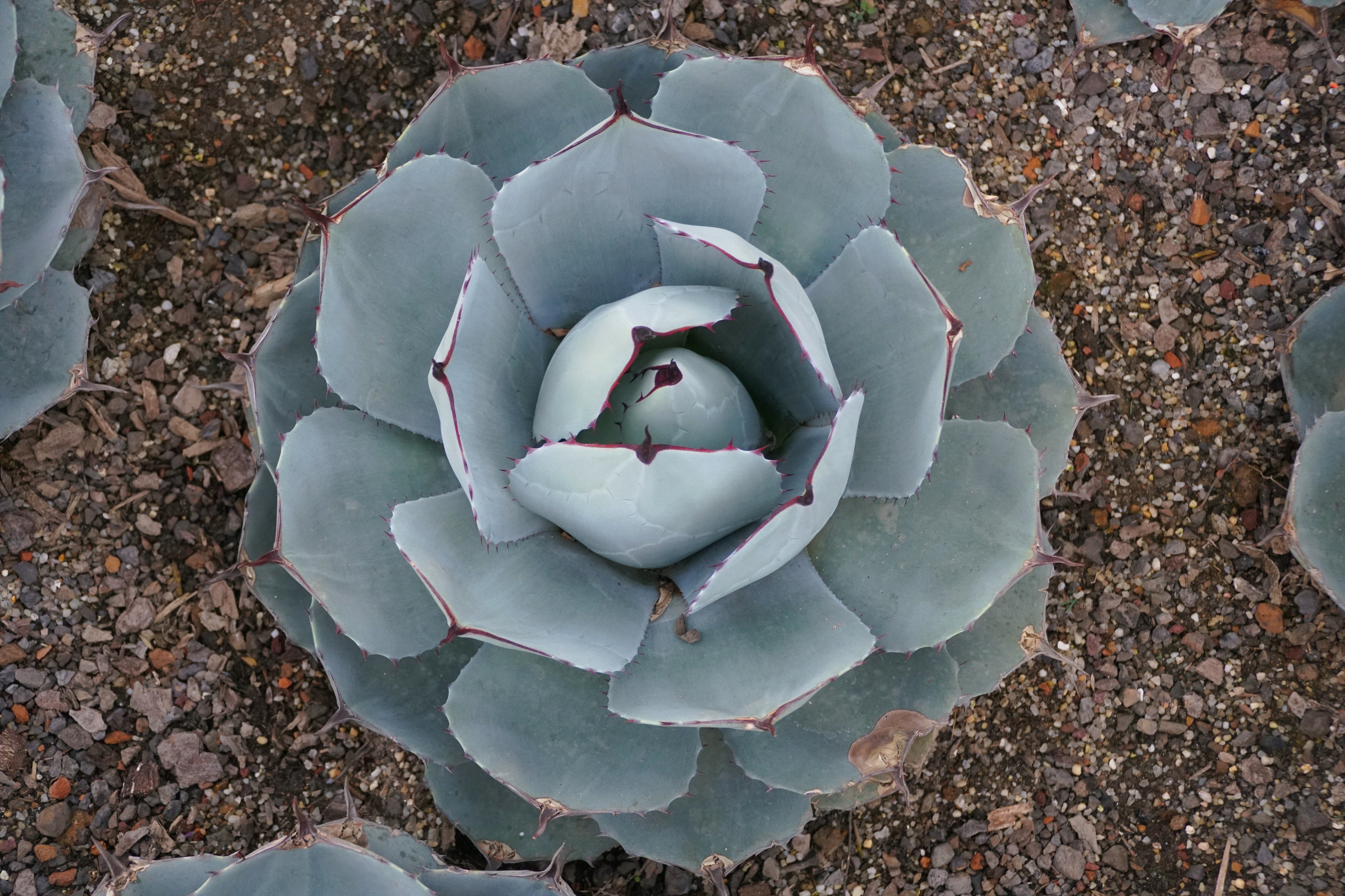Artichoke Agave