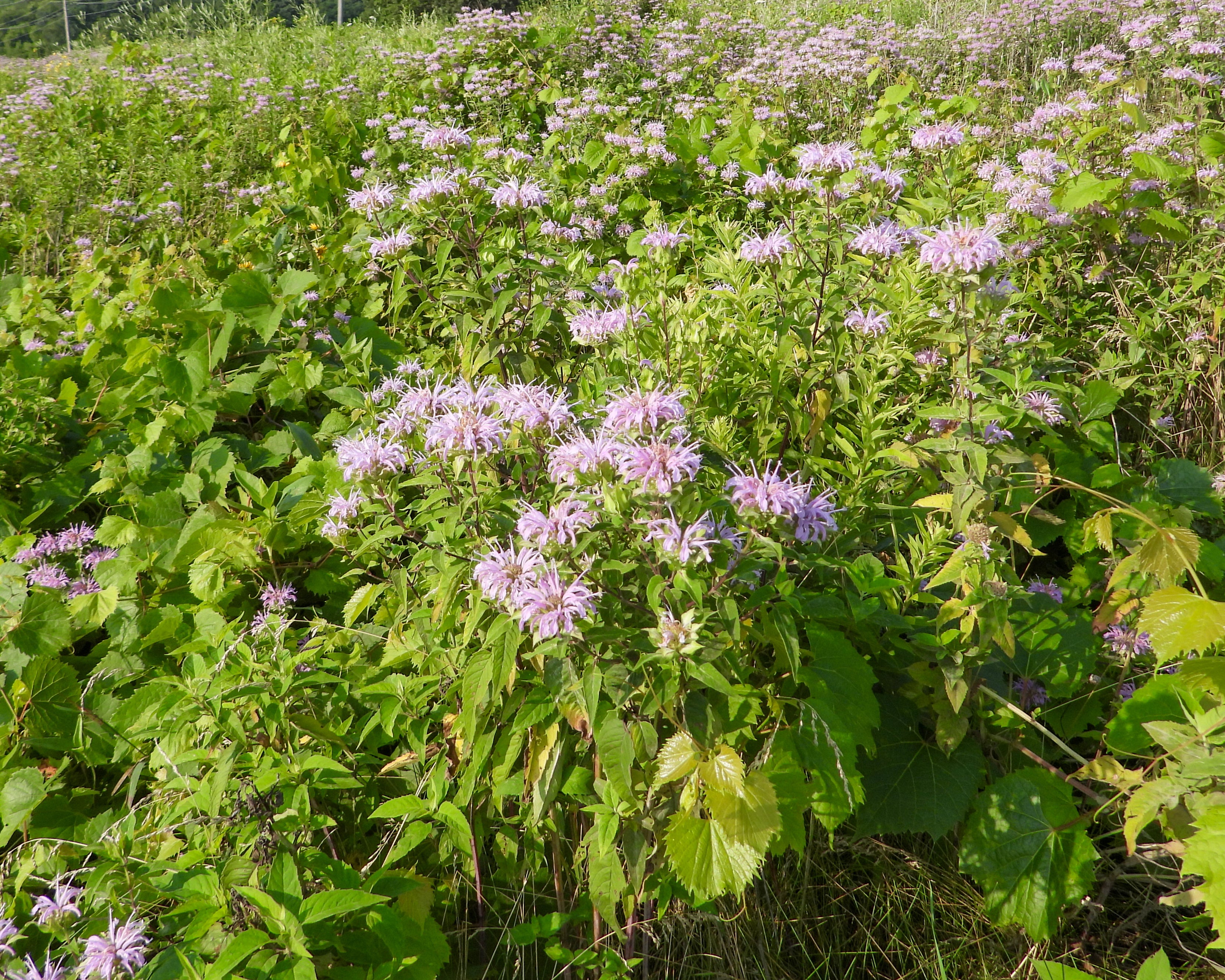 Wild Bergamot