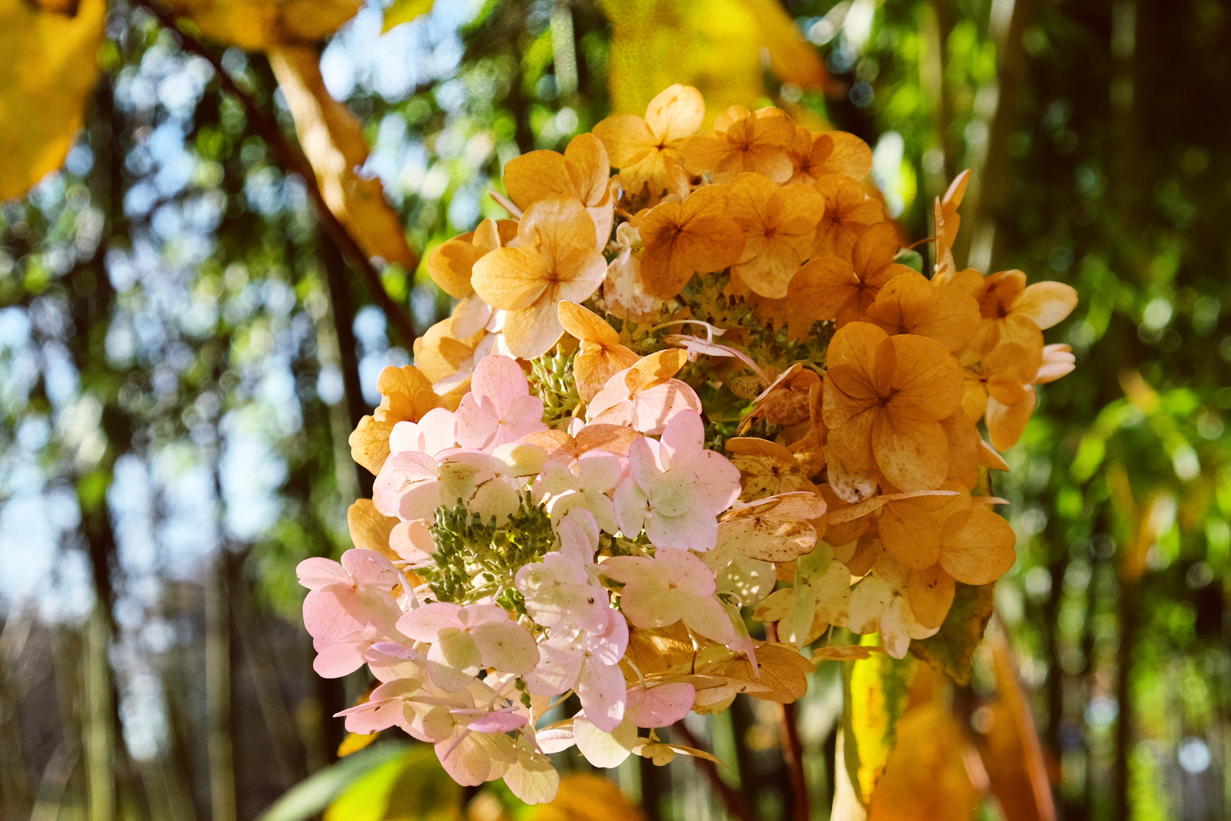 Oakleaf Hydrangea 'Snow Queen'
