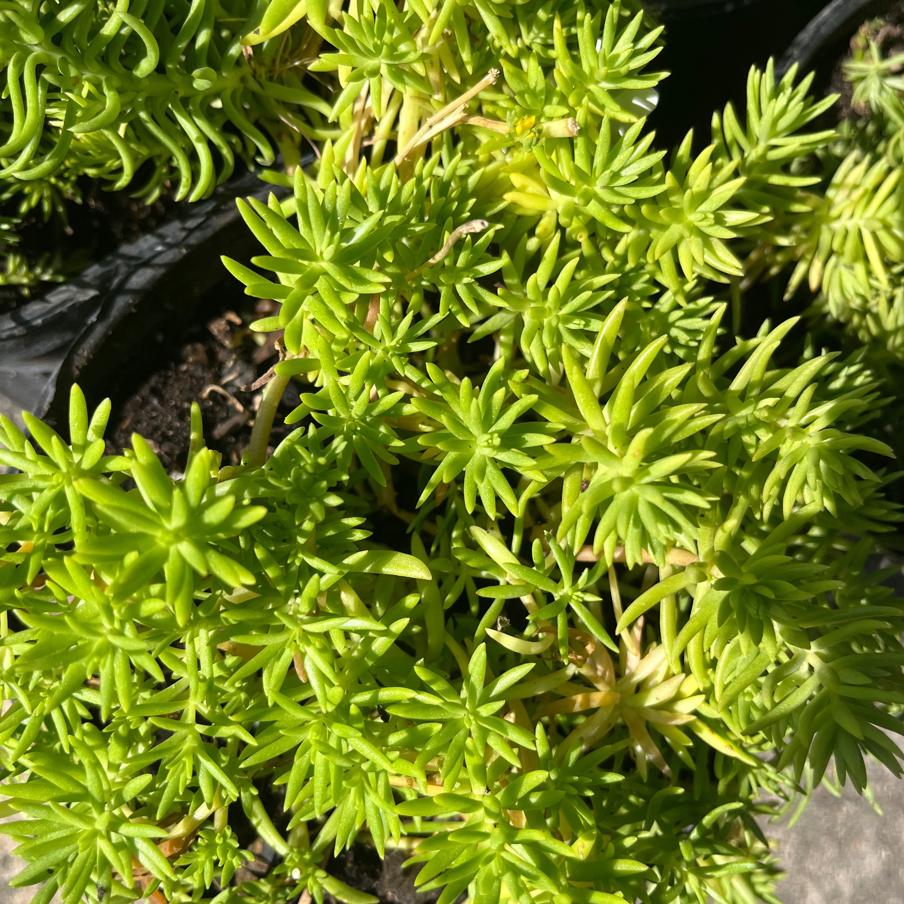 Angelina Sedum