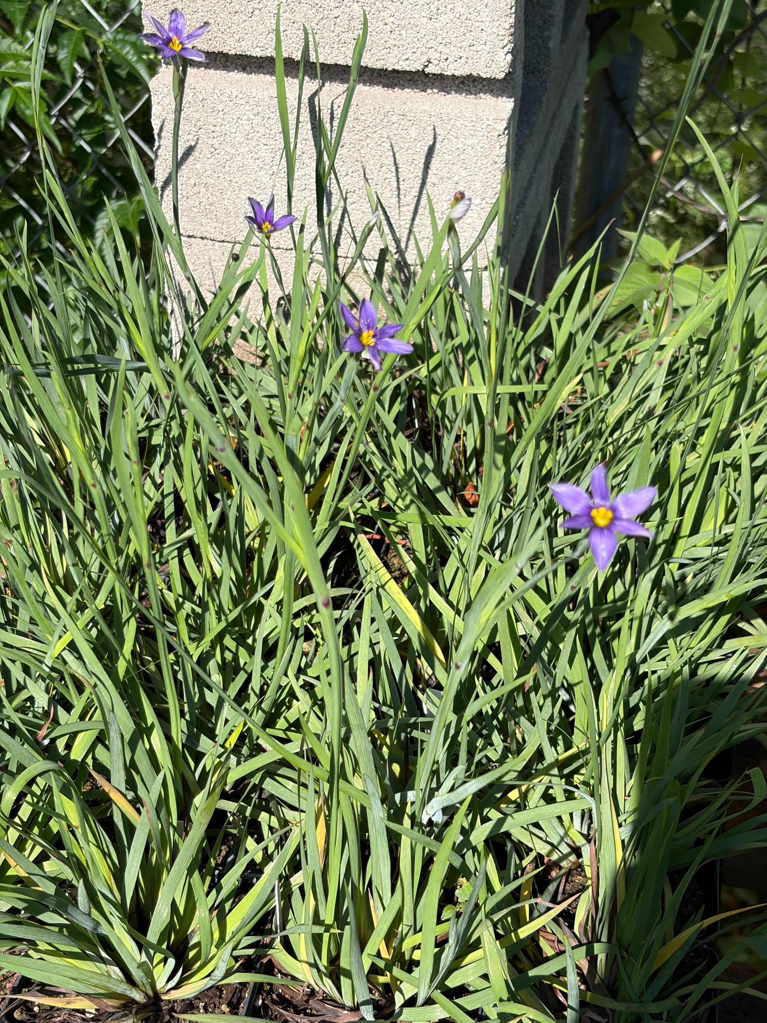 Texas Native Plant Nursery shop