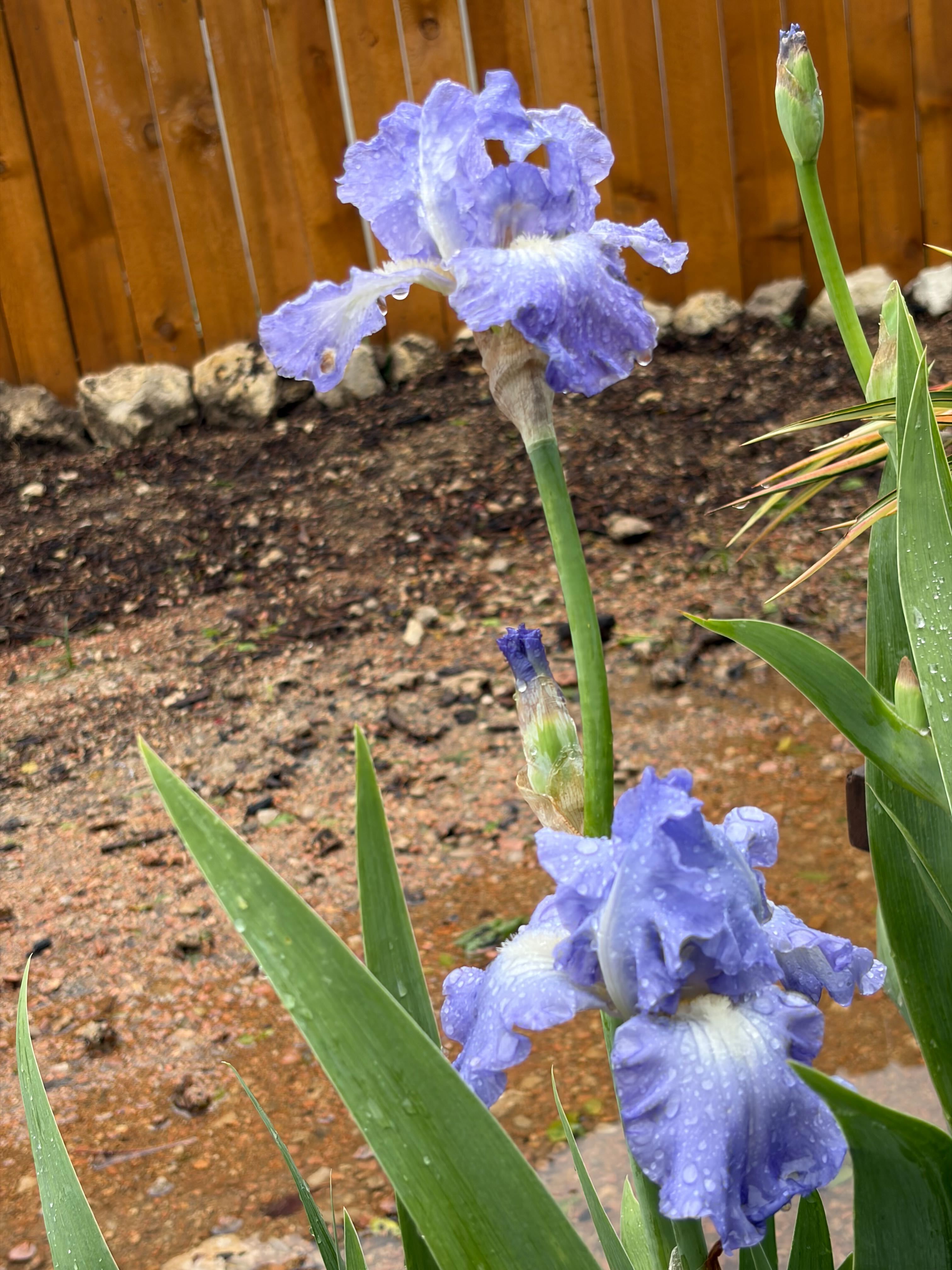 Texas Native Plant Nursery Shop