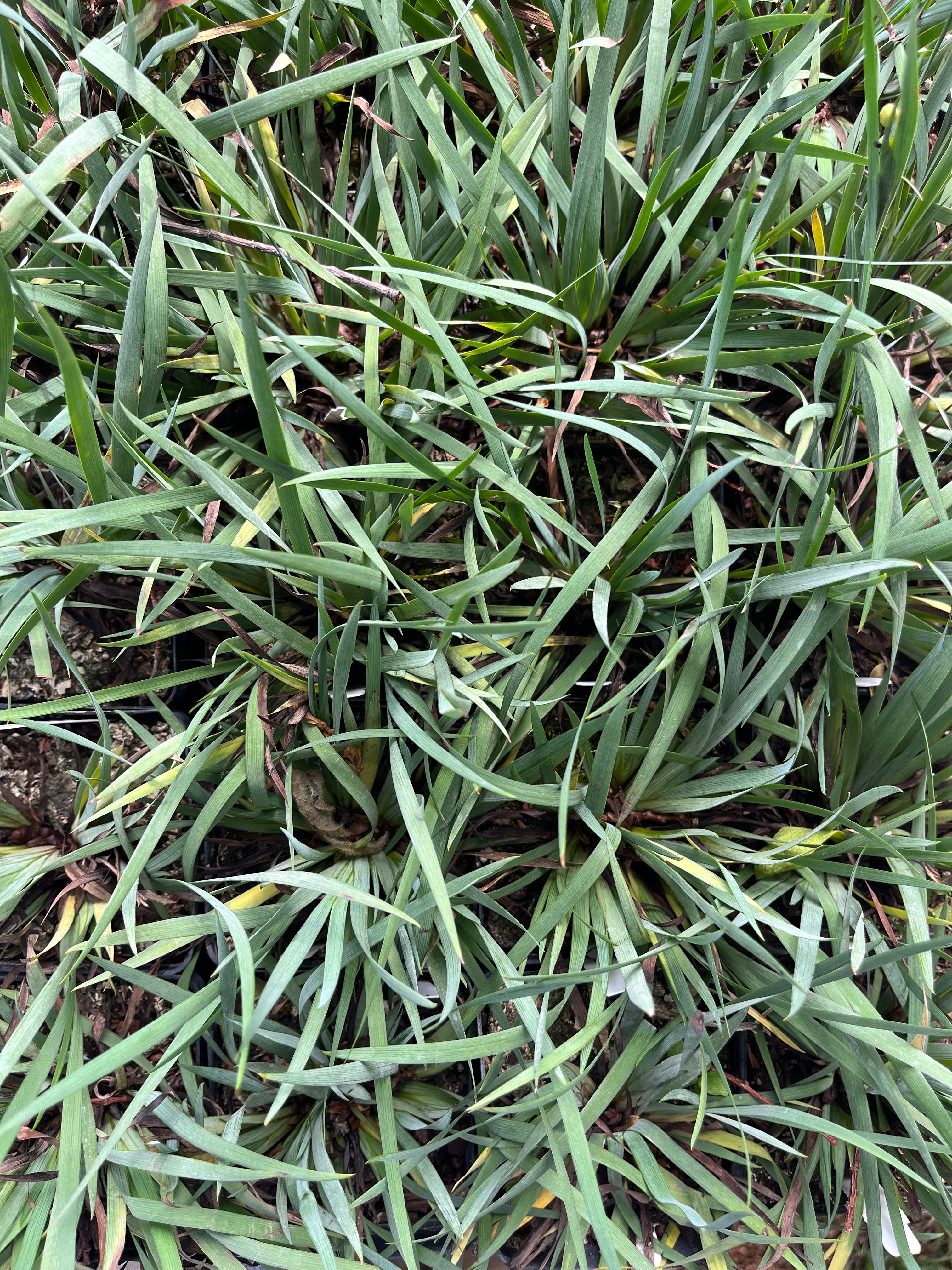 Blue-eyed Grass