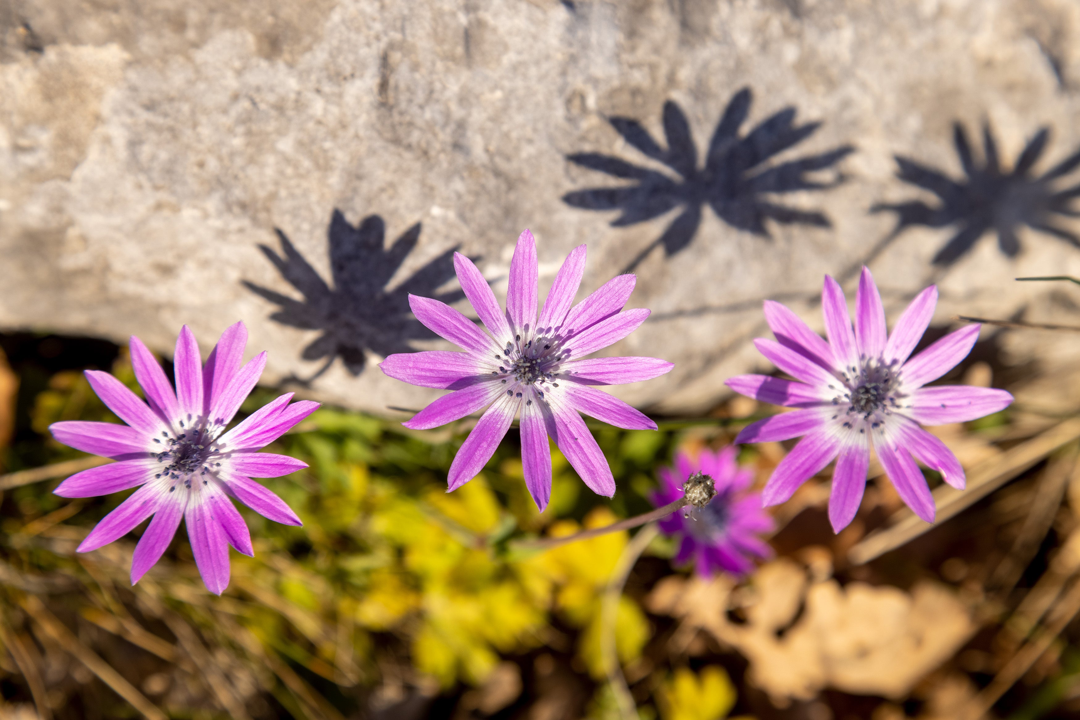 Broad-Leaved Aster