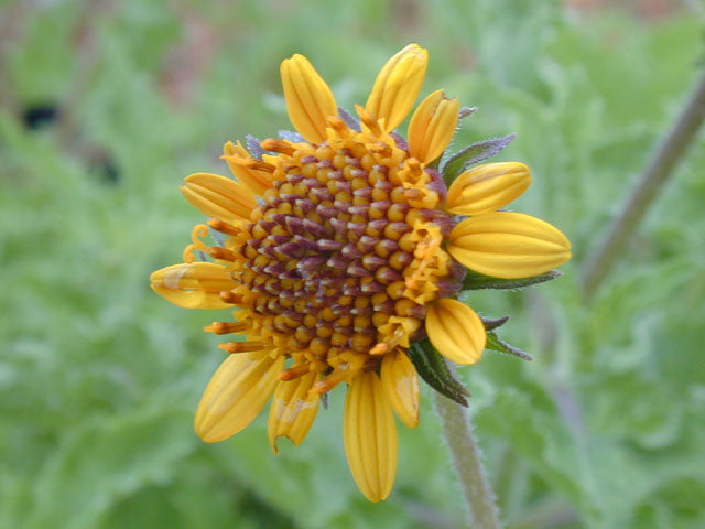 Texas Native Plant Nursery Shop