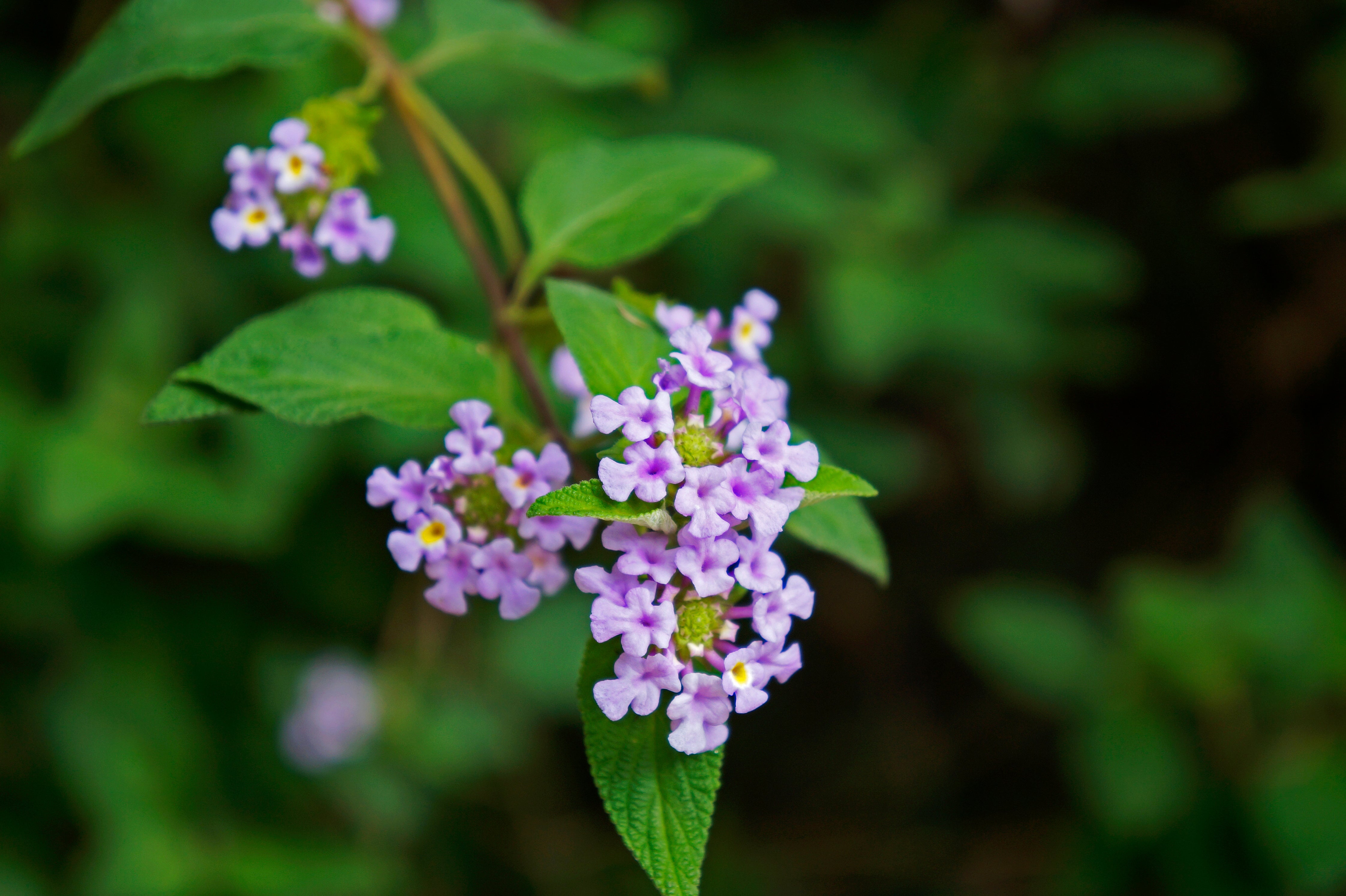 Bushy Lippia