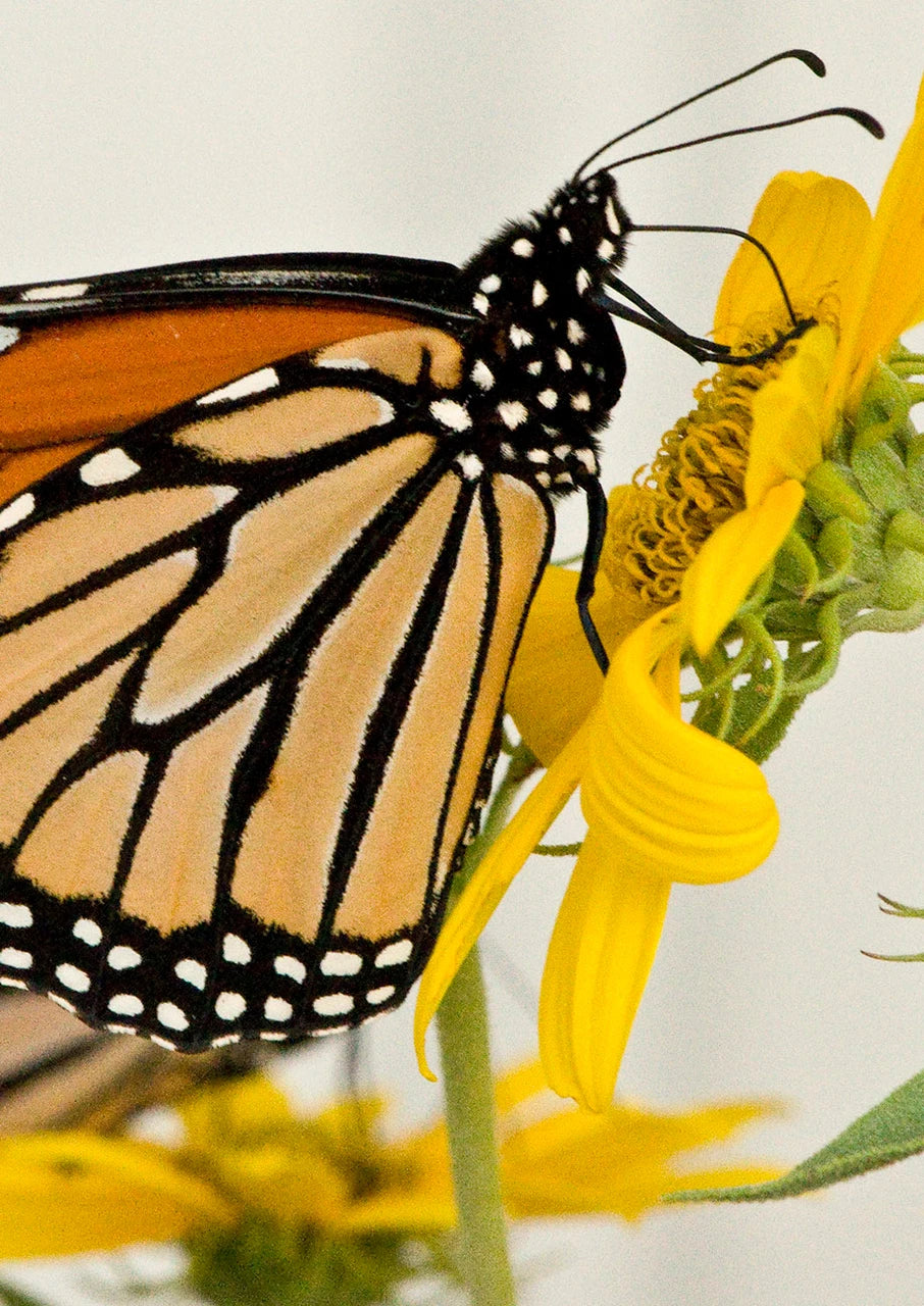 Butterfly Retreat Mix