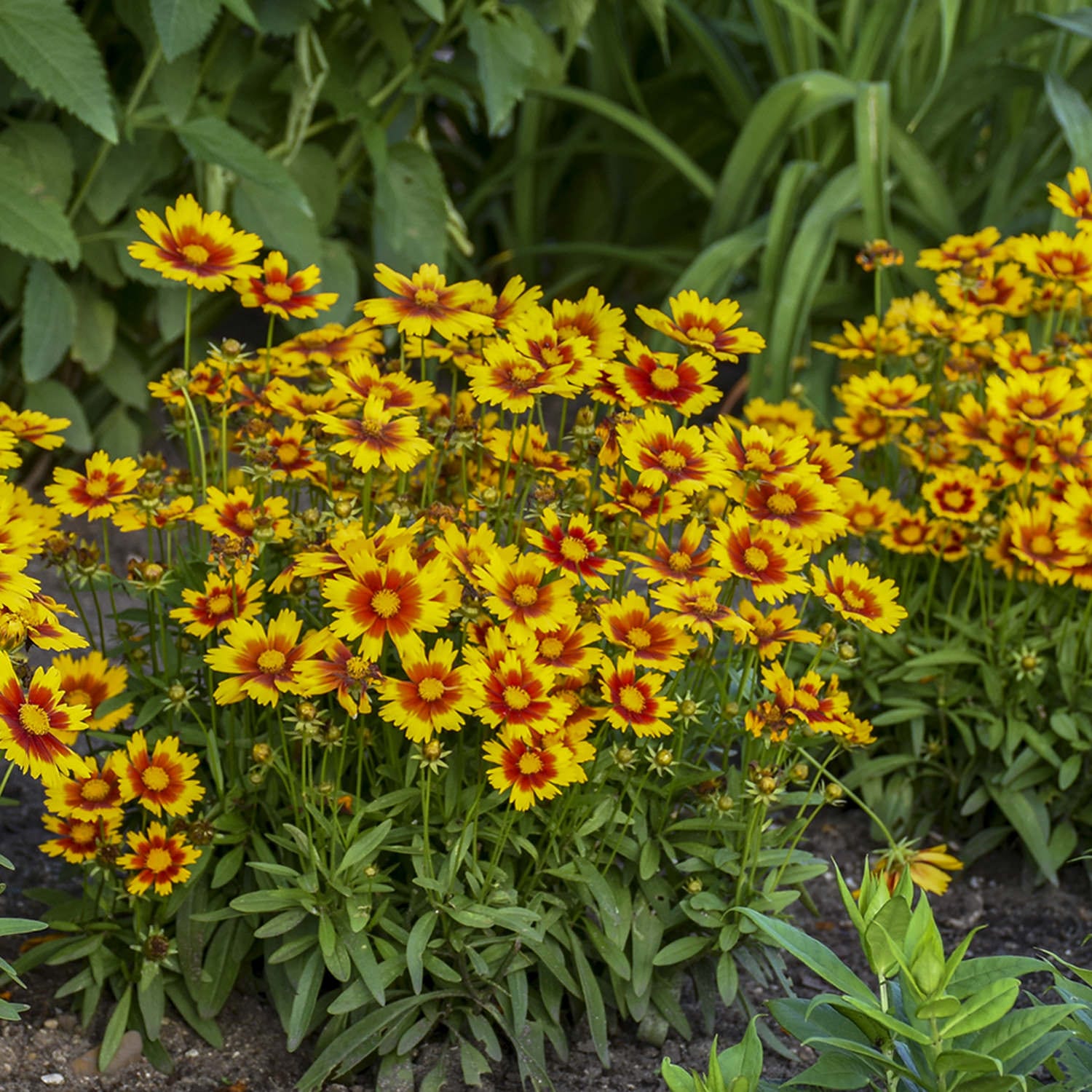 Coreopsis 'Uptick'