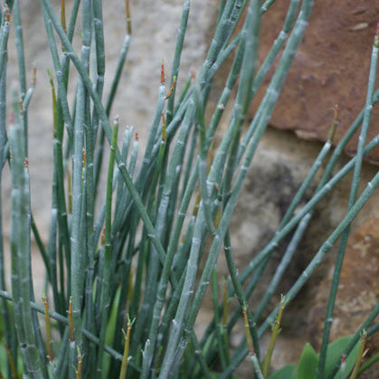 Candelilla