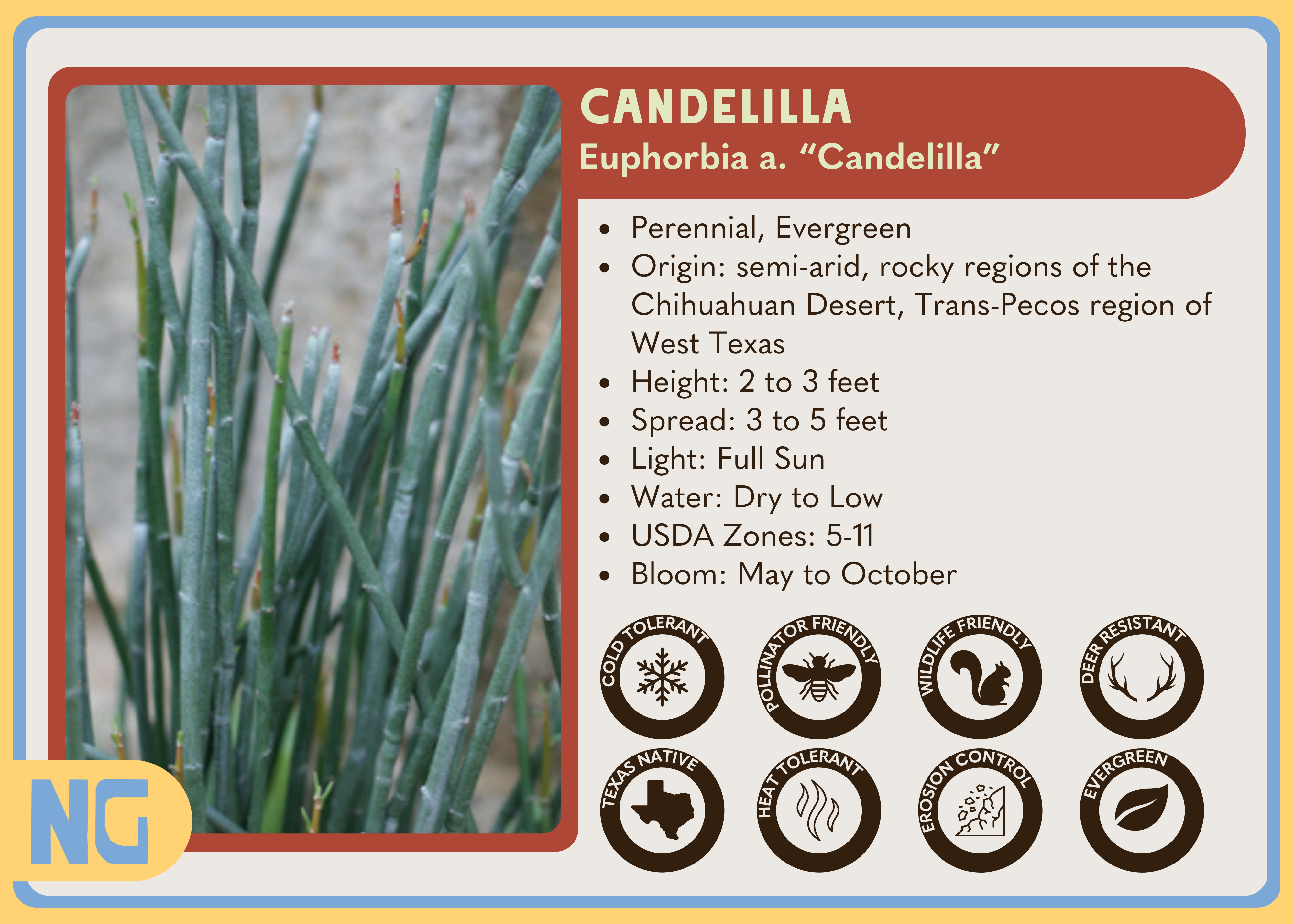 Candelilla