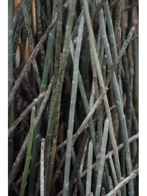 Candelilla