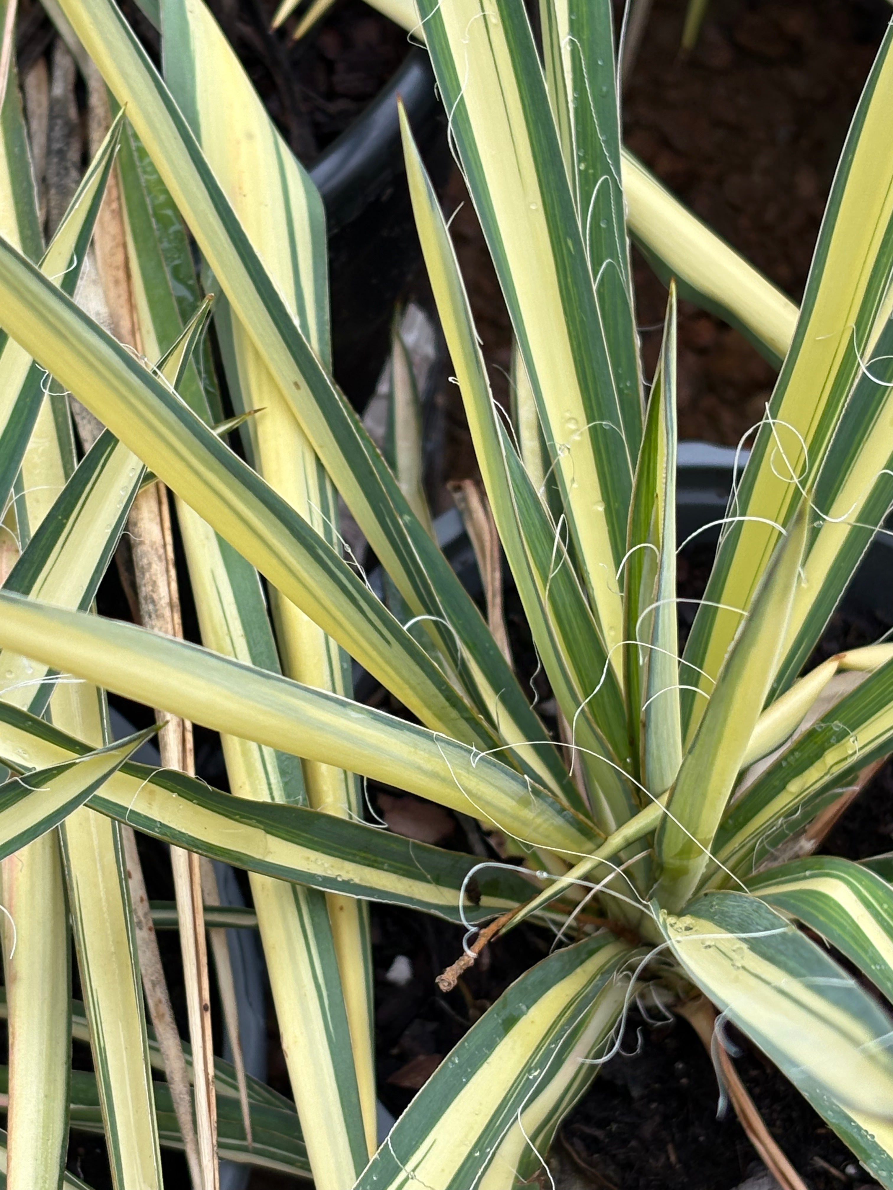 Texas Native Plant Nursery Shop