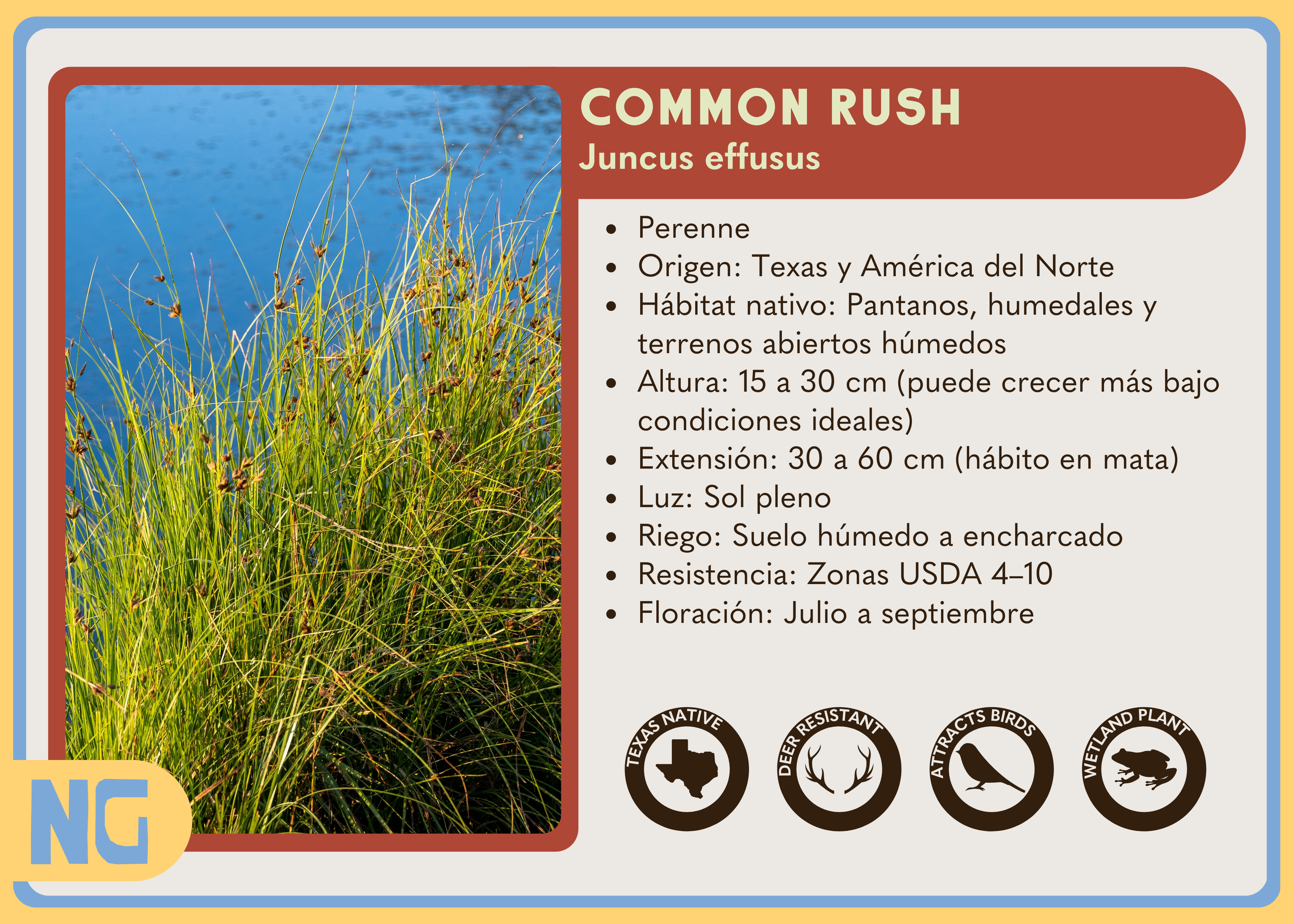 Common Rush