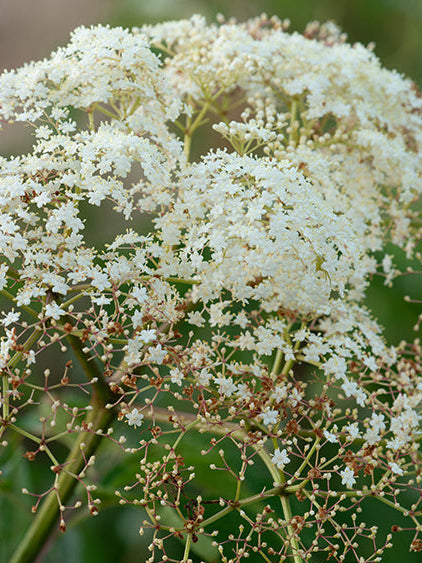 Elderberry