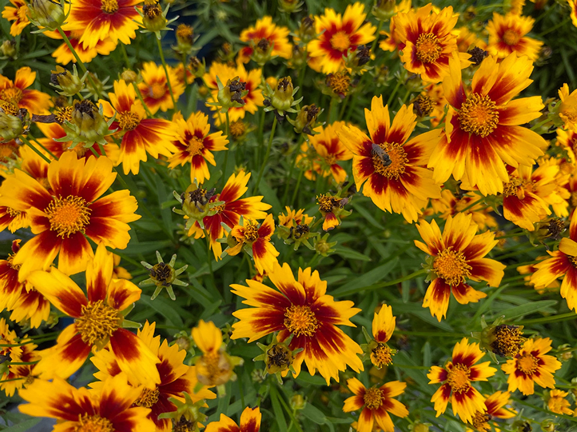 Coreopsis 'Uptick'