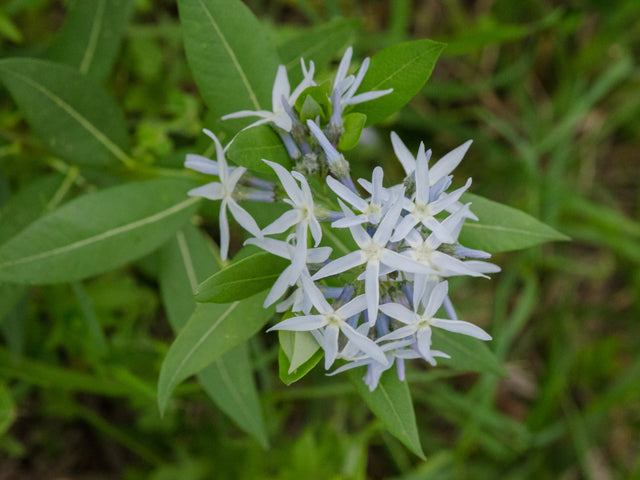Creeping Bluestar