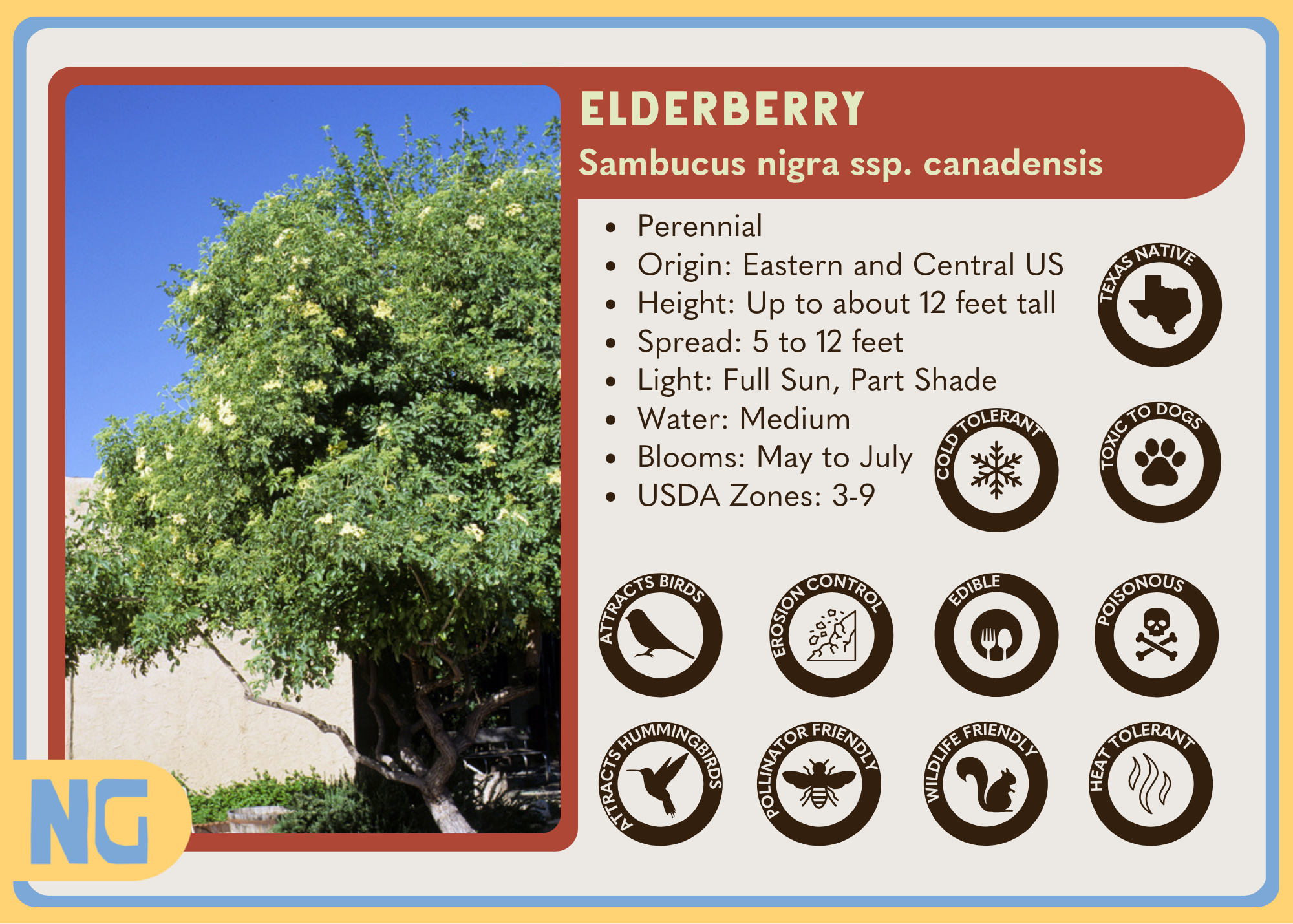 Elderberry