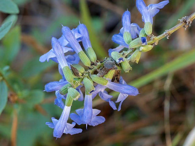 Pitcher Sage