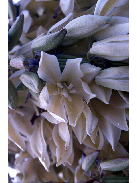 Faxon Yucca