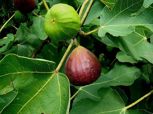 Fig 'Brown Turkey'