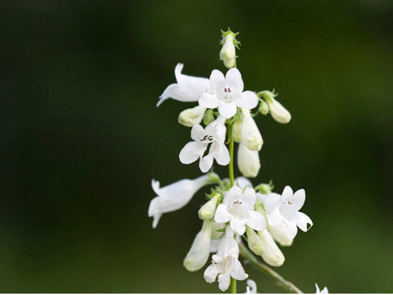Foxglove Penstemon