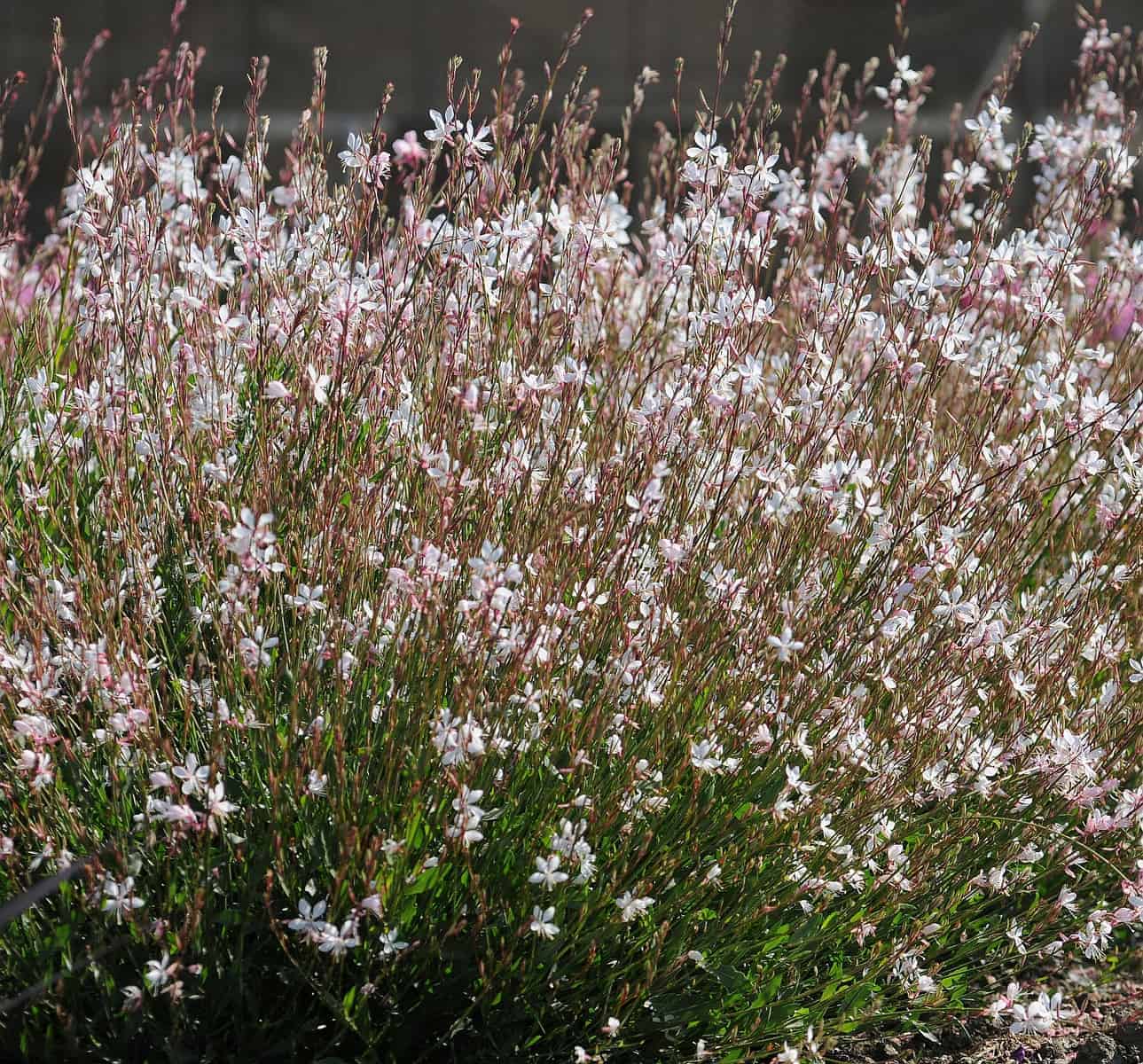 White Gaura
