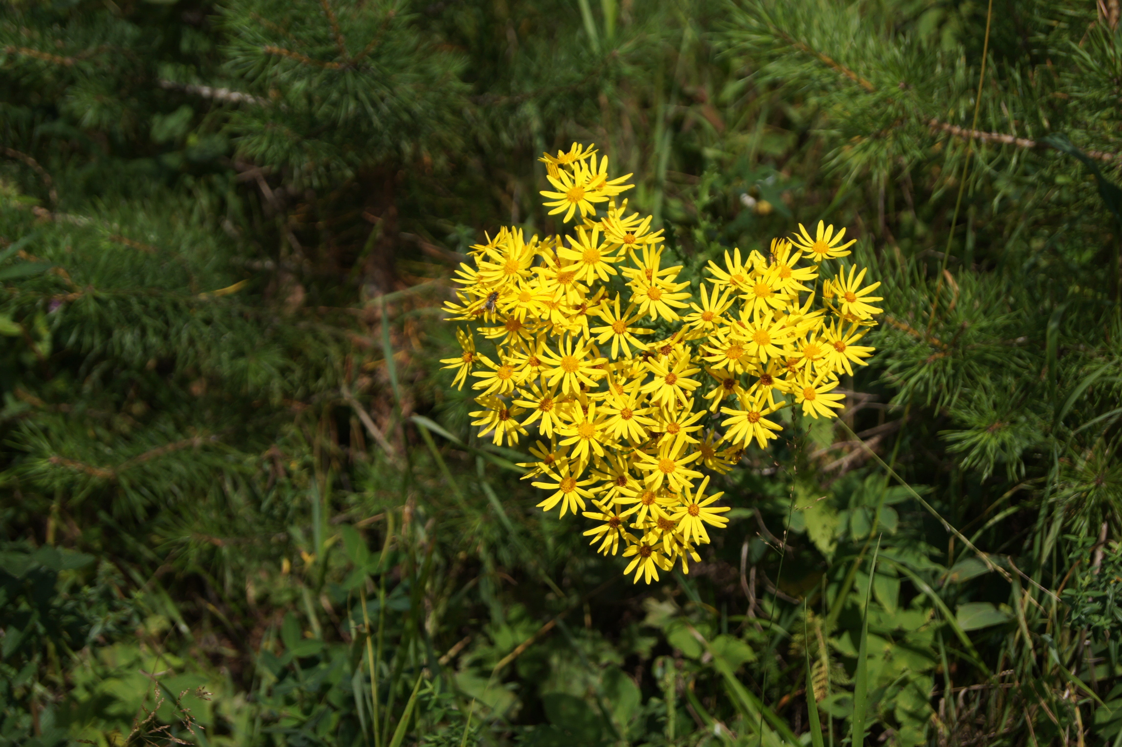 Golden Groundsel