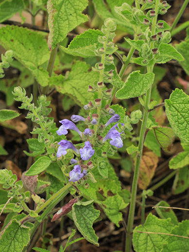 Heart Leaf Skullcap