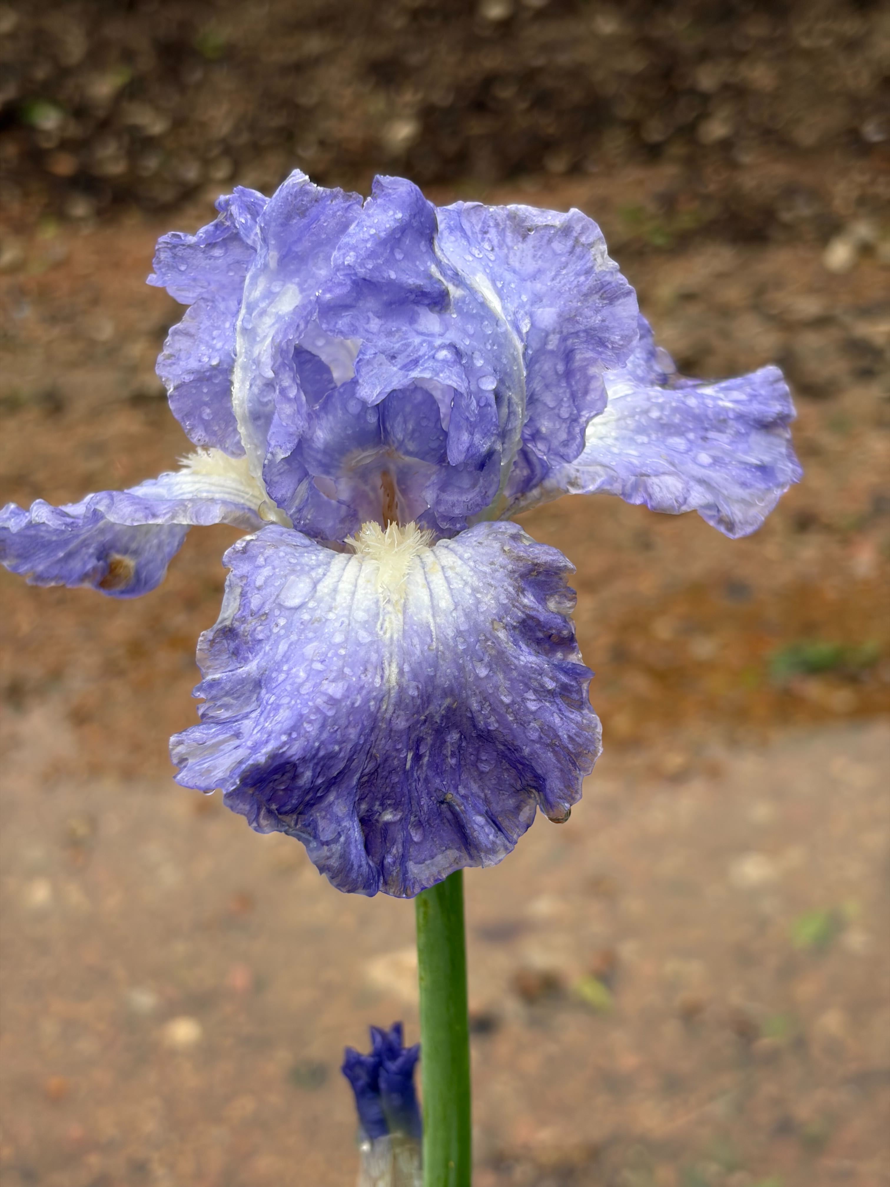 Iris 'Sugar Blues'