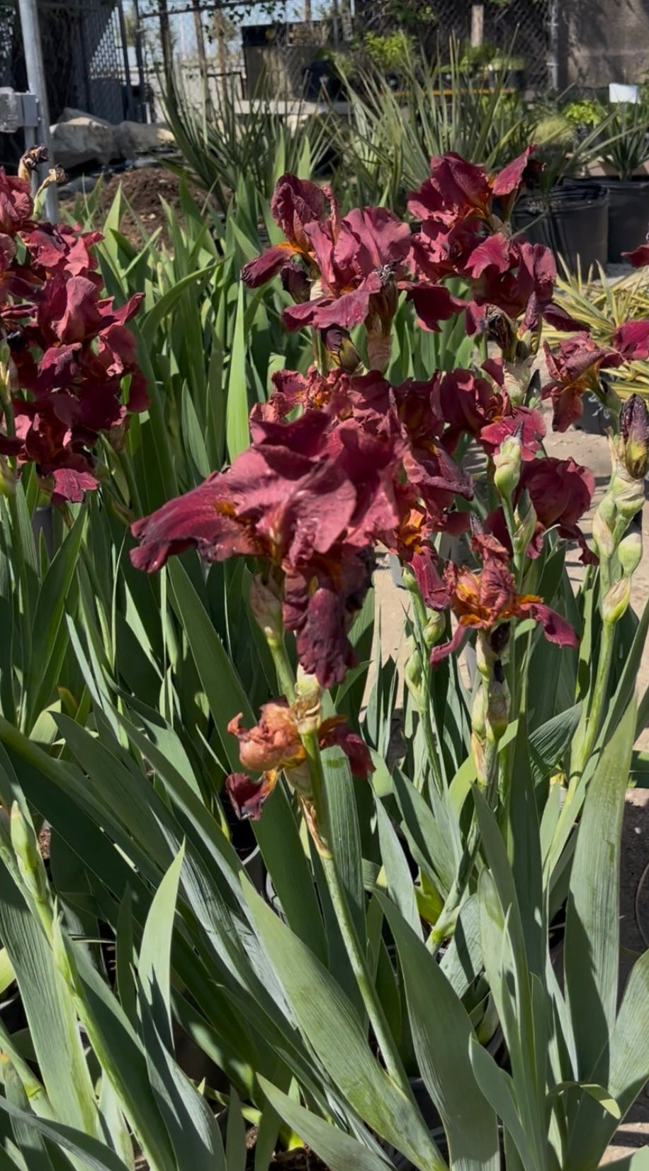 Iris 'Bernice's Legacy'