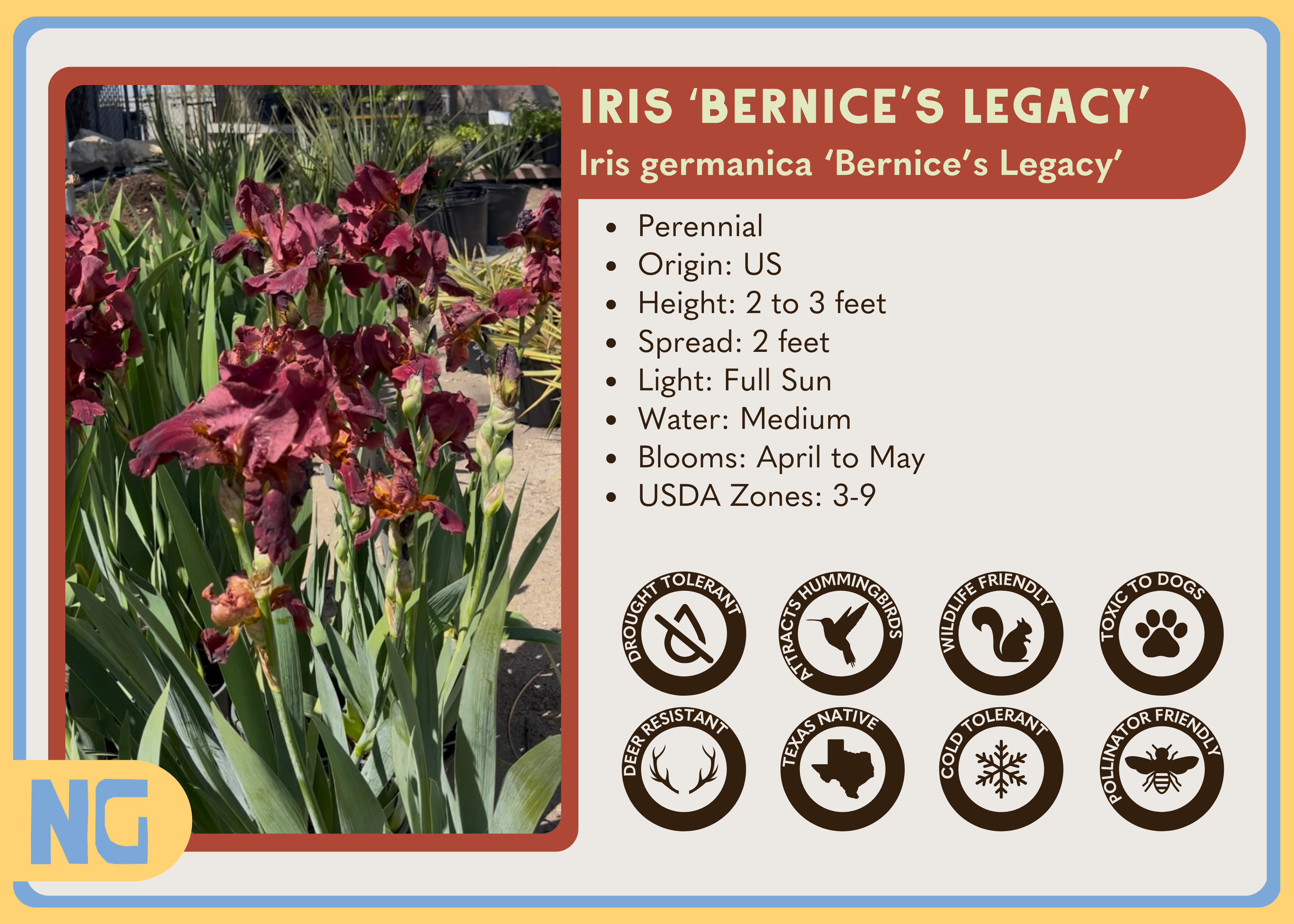 Iris 'Bernice's Legacy'