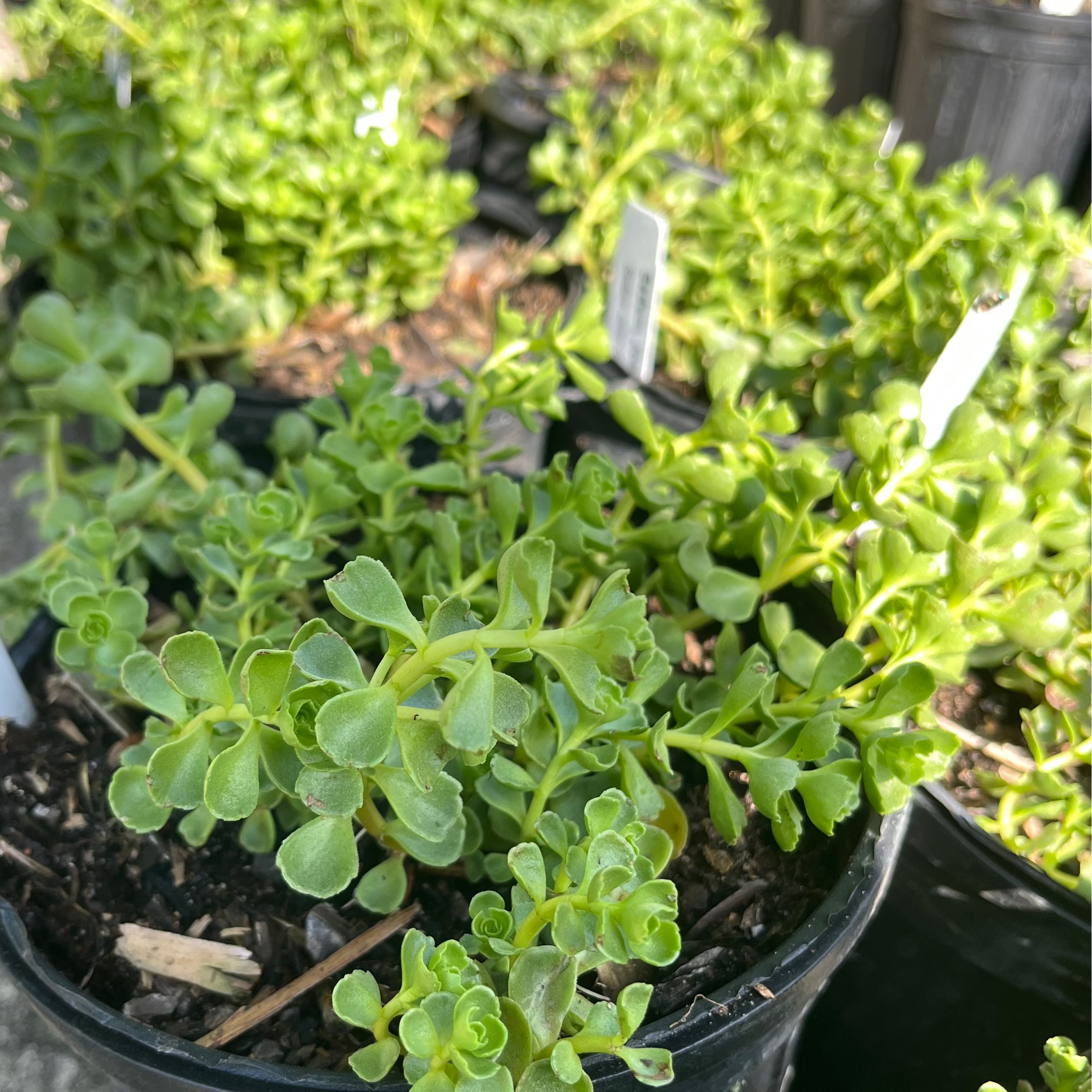 John Creech Sedum