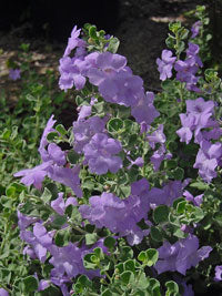 Texas Sage 'Lynn's Legacy