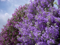 Texas Sage 'Lynn's Legacy